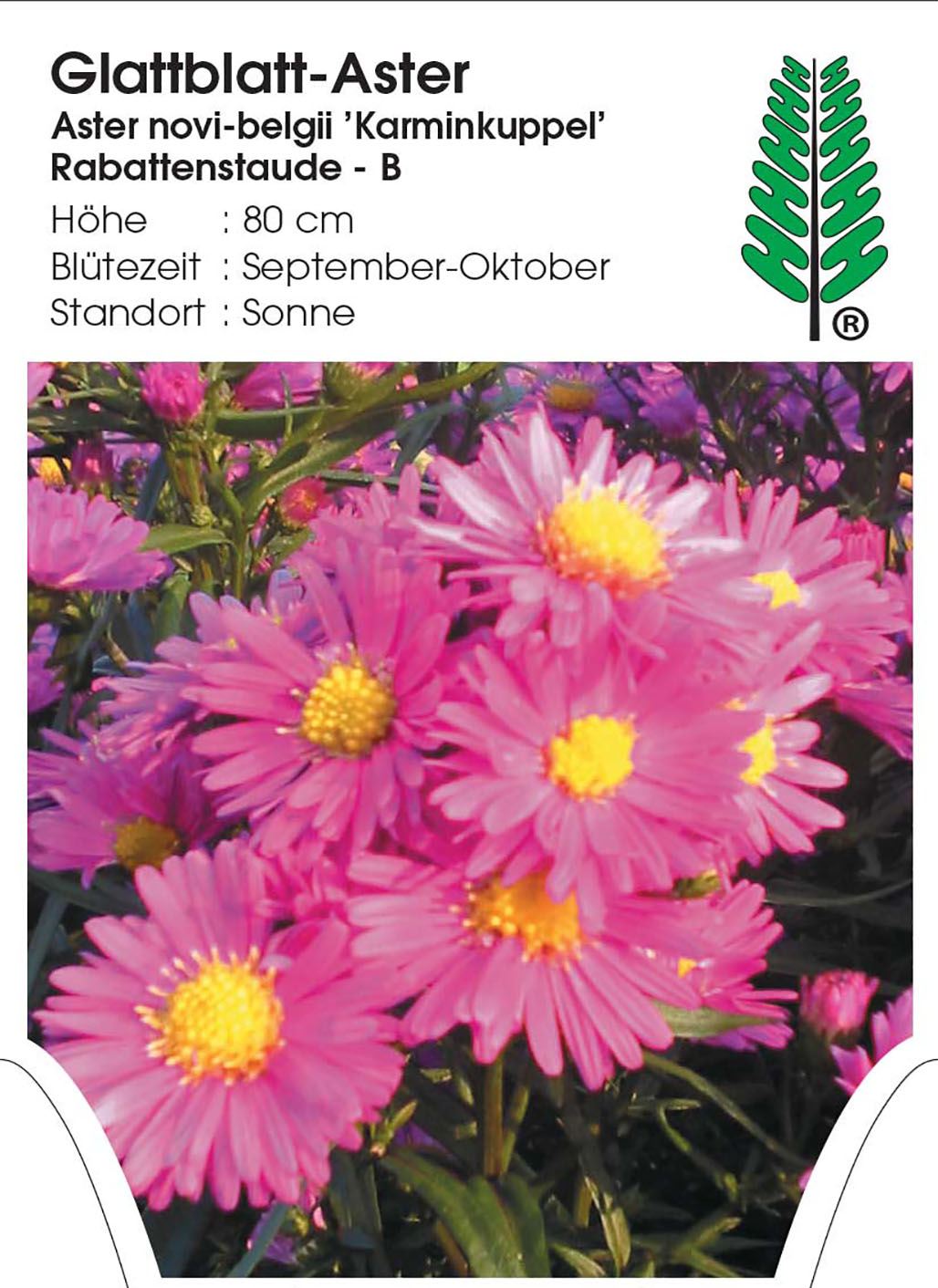 Glattblatt-Aster - Aster novi-belgii 'Karminkuppel', 11cm Topf