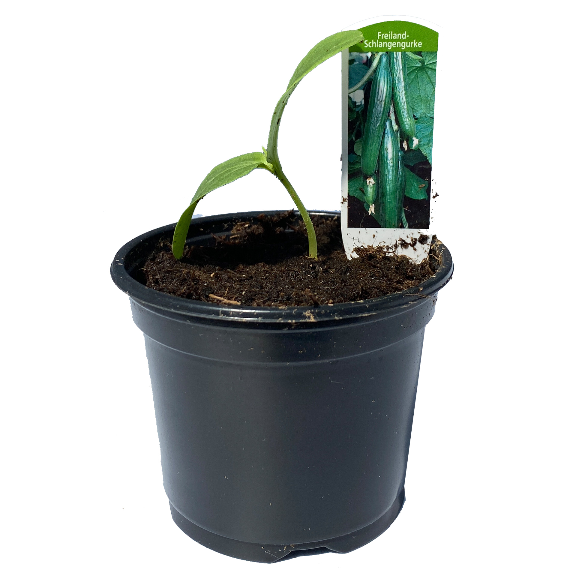 Freiland Schlangengurke