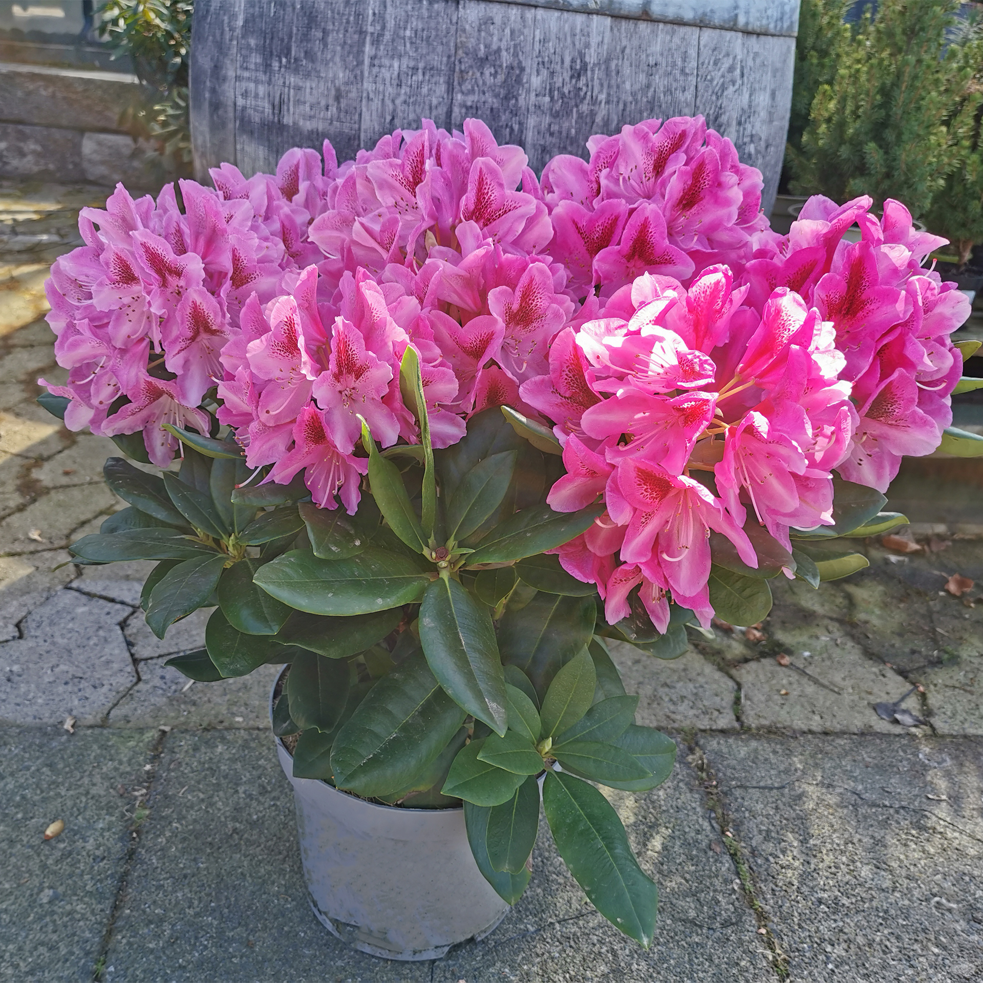 Rhododendron pink Alpenrose Moorbeetpflanze Containerpflanze Kübel auf Balkon und Terrasse