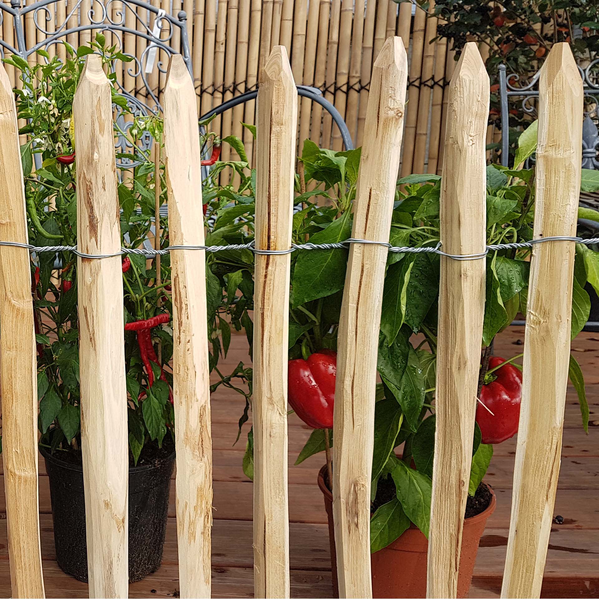 Staketenzaun grenzt bereich mit blumen ab, Pflanze, Paprika, Chili, Kräuter, Blumentopf
