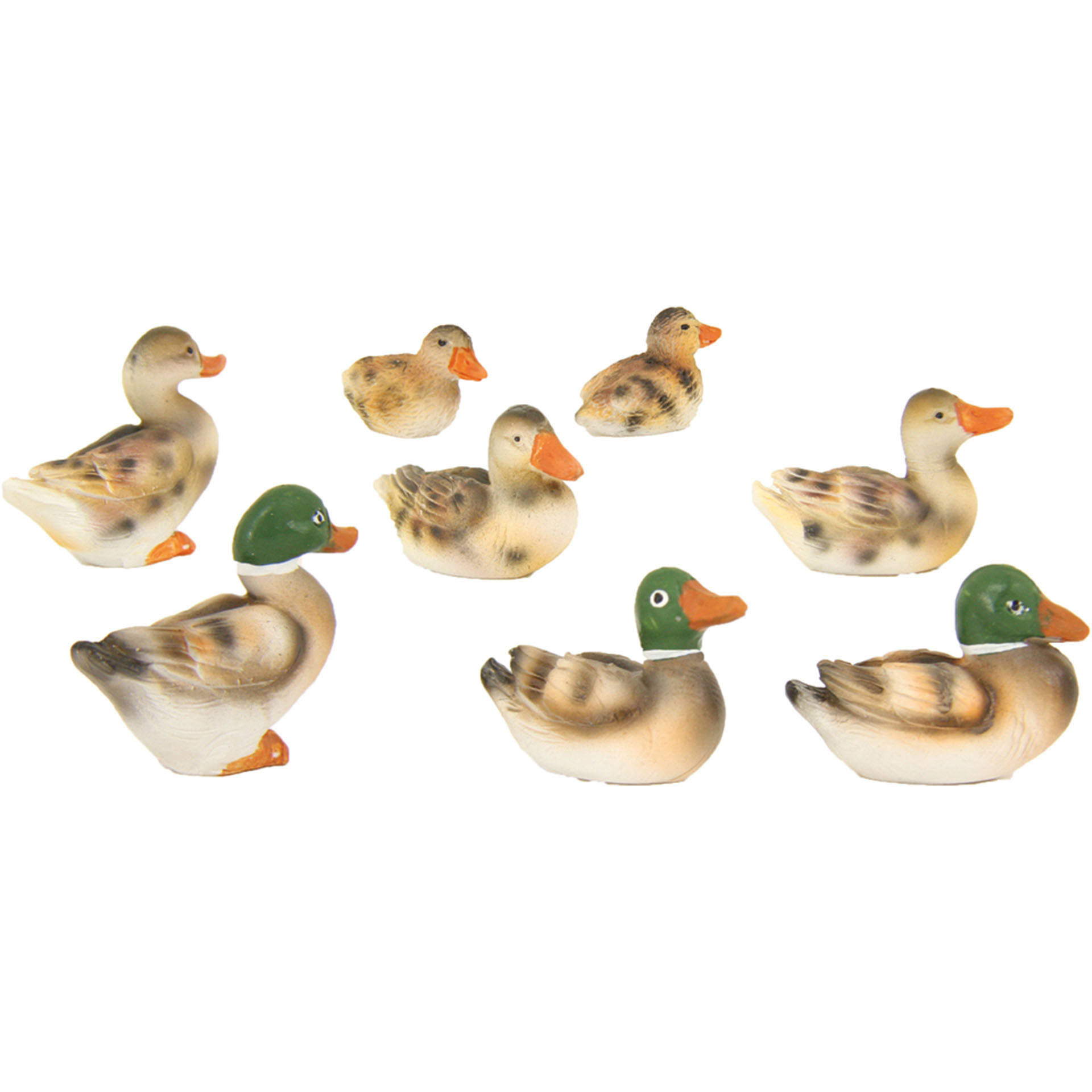 Tier, Schnabel, Vogel, Ente, Anseriformes