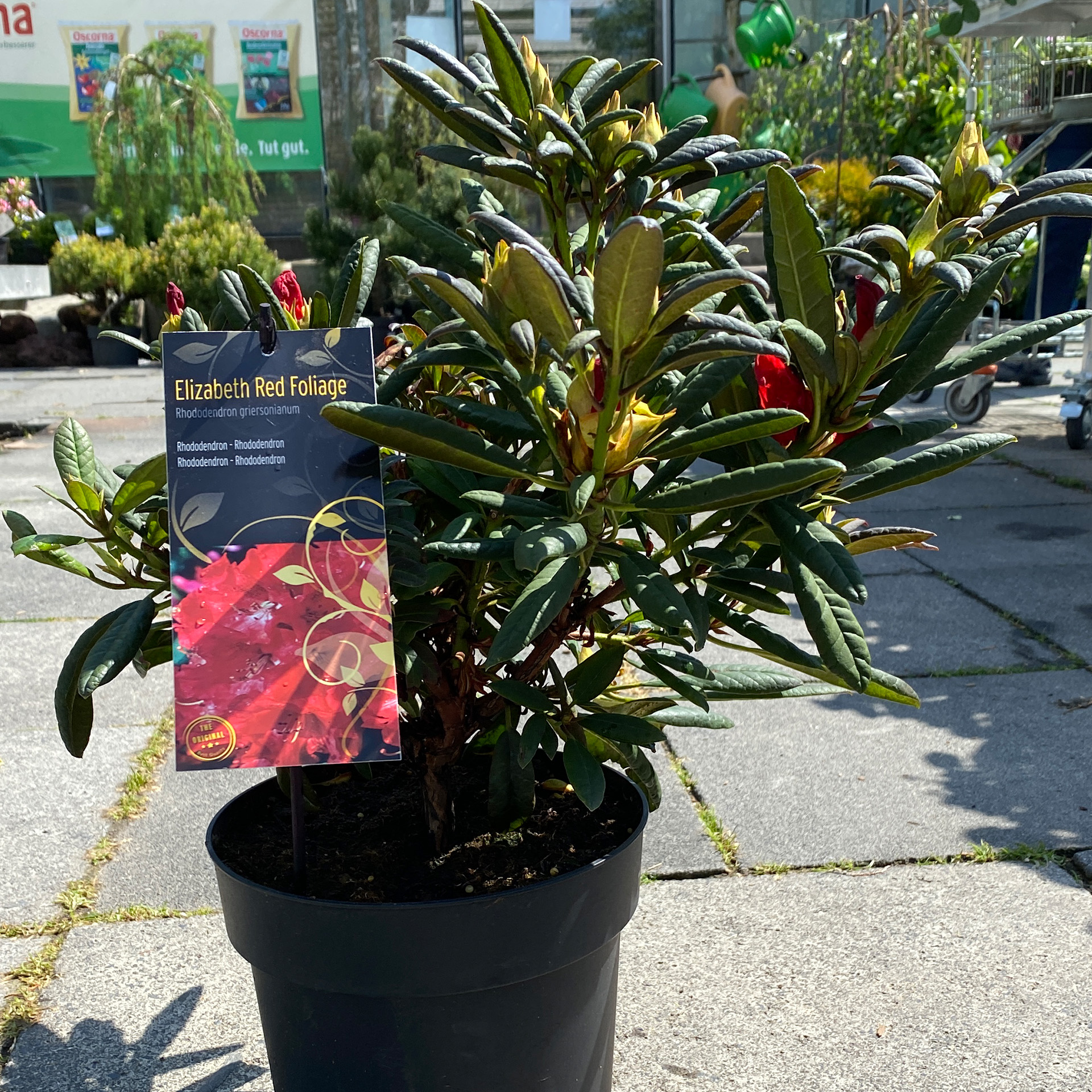 Rhododendron - Rhododendron-Hybride 'Elizabeth Red Foliage',  C6 30-40cm