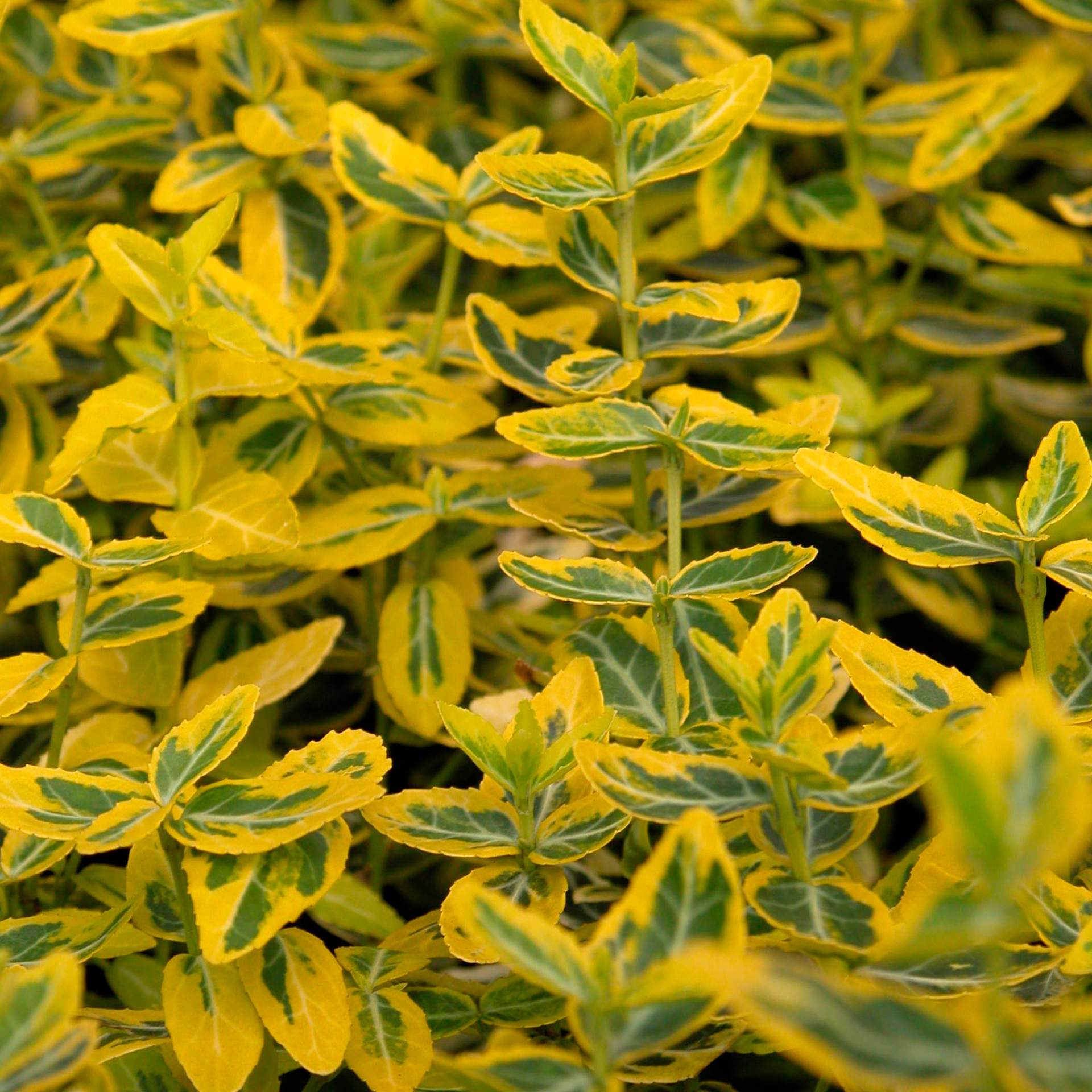 Kriechspindel Emerald Gold Bodendecker immergrünes Laub grün-gelb gemustert