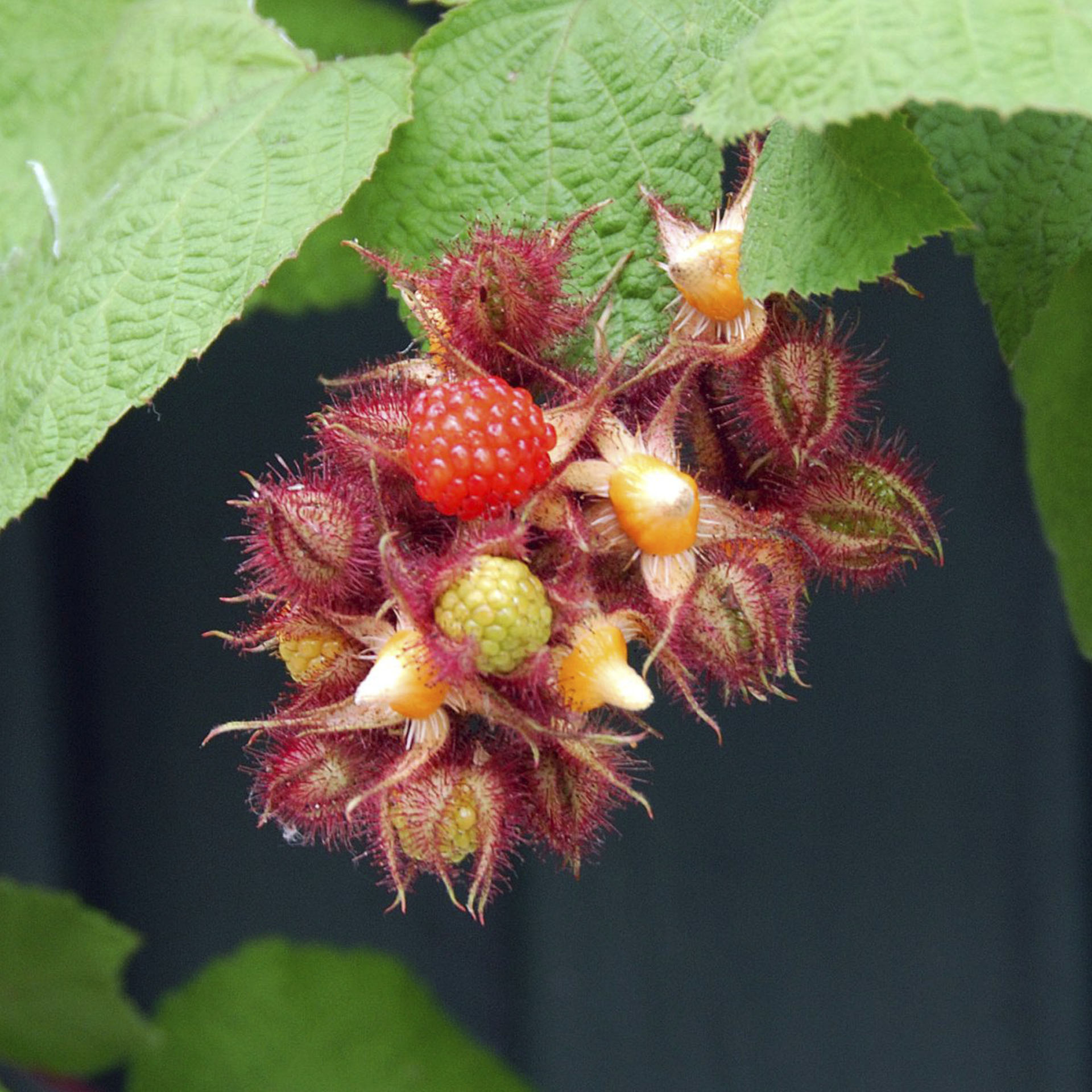 Beeren an Zweig der Japanischen Weinbeere