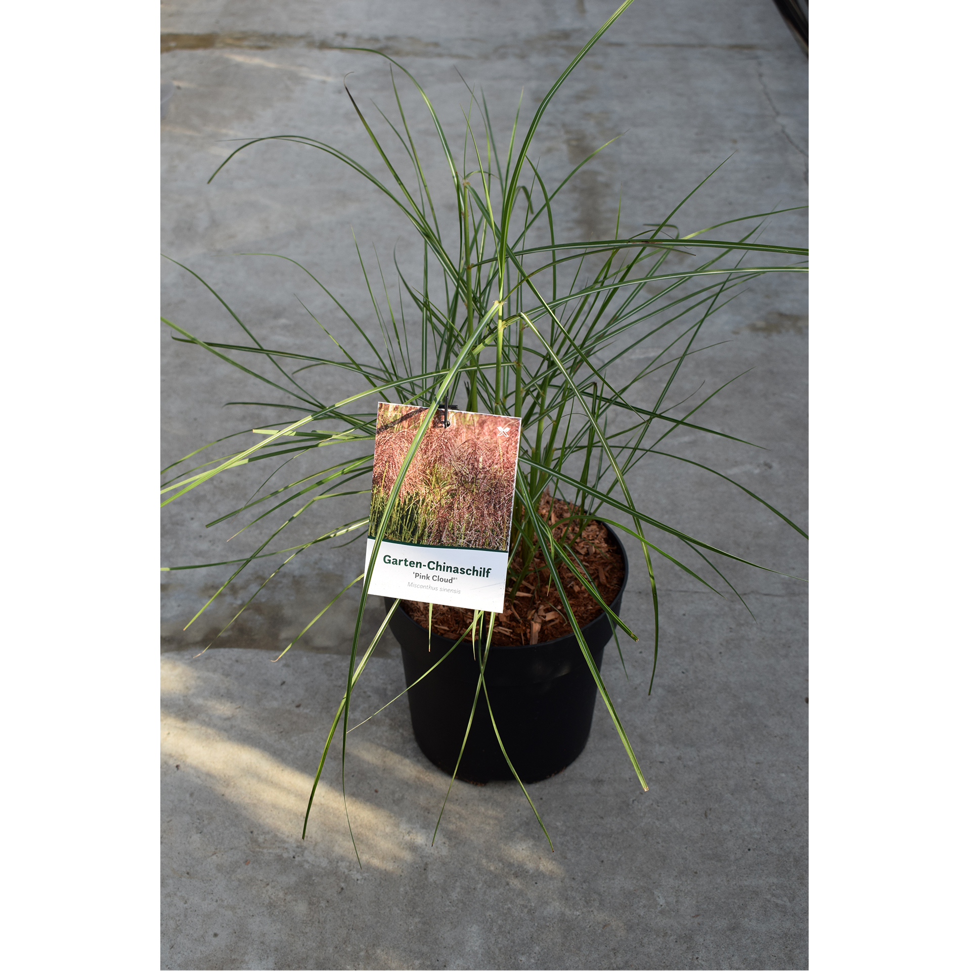 Chinaschilf - Miscanthus sinensis 'Pink Cloud' , C6