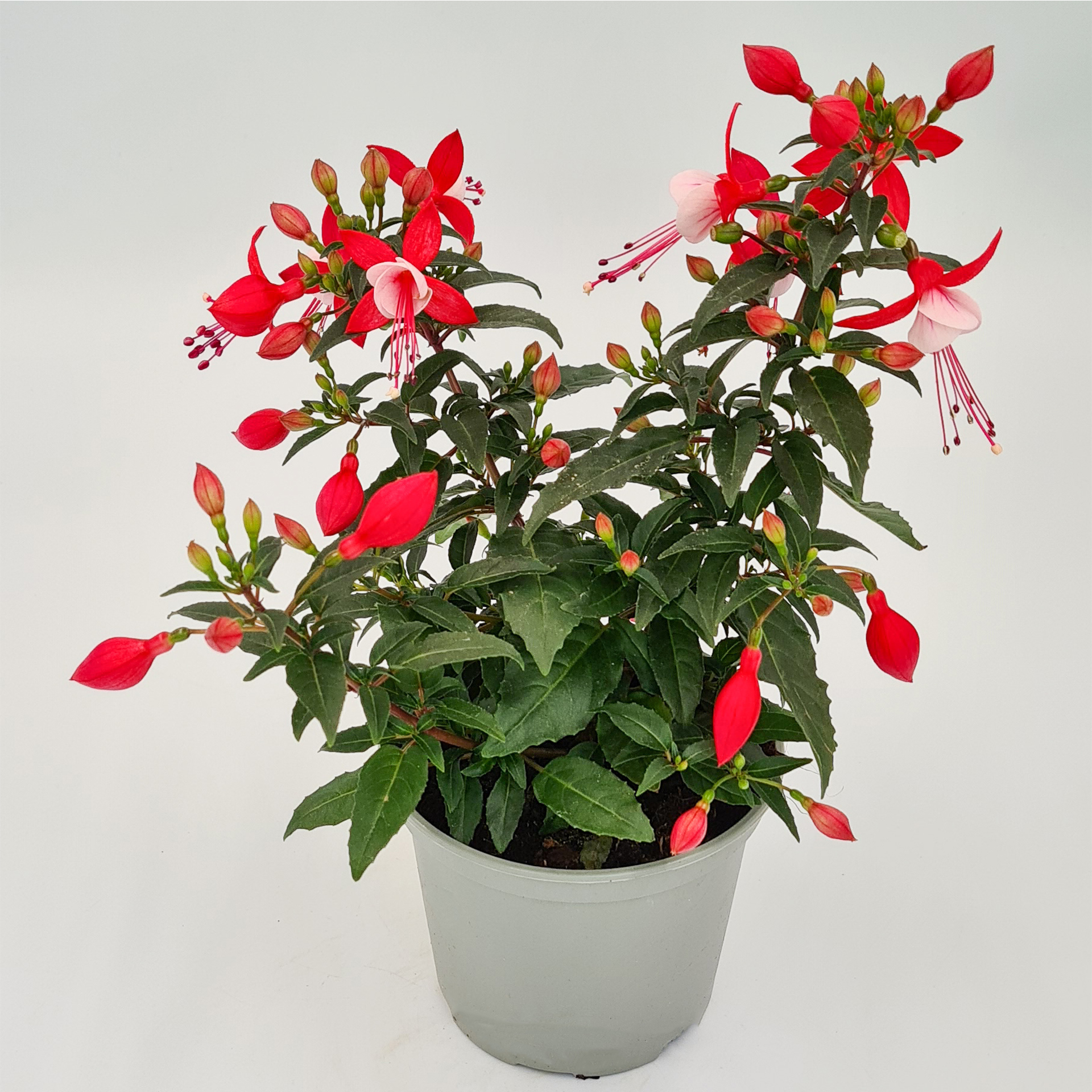 Fuchsie stehend rot weiß