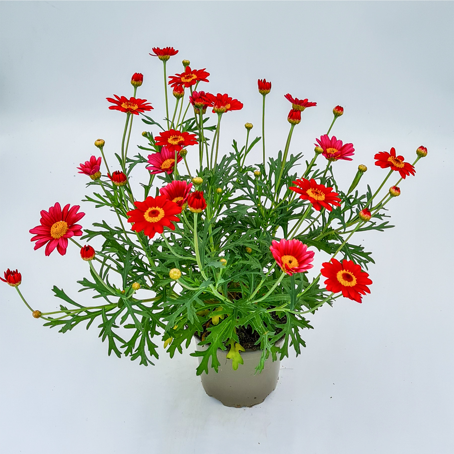 Margerite rot
