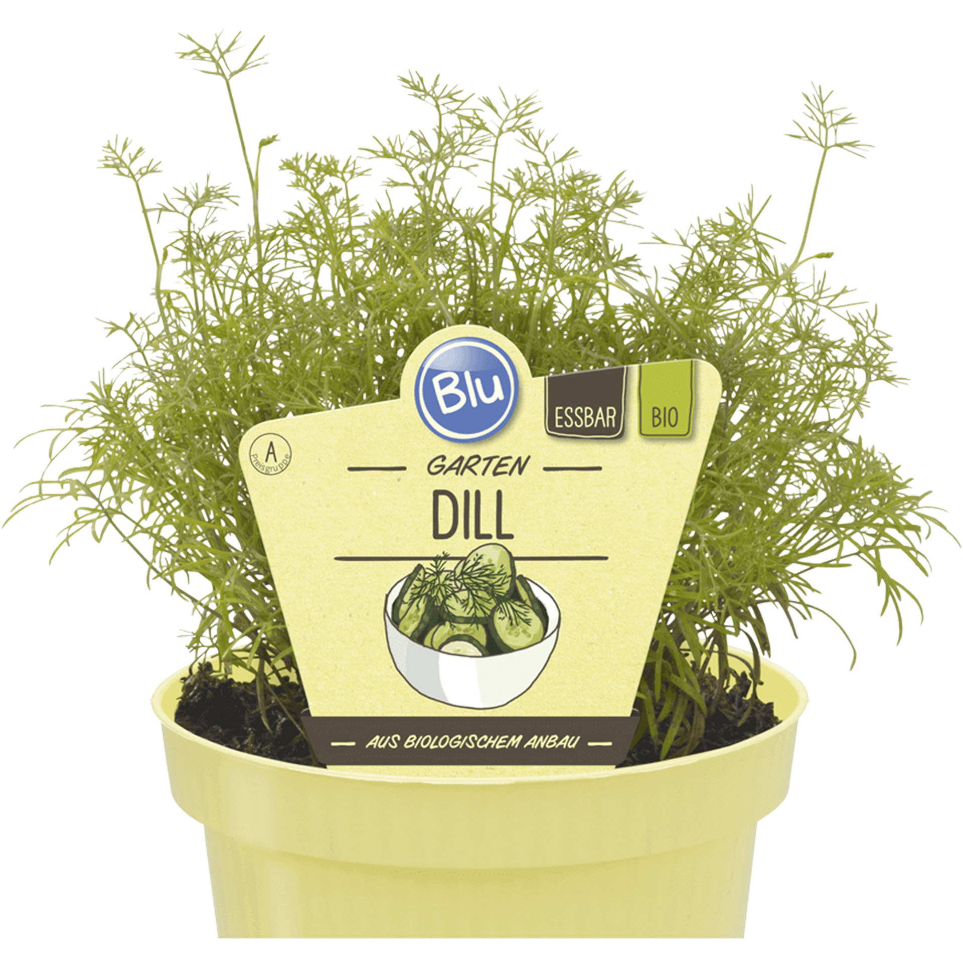 Pflanztopf mit Dill und Pflanzenstecker