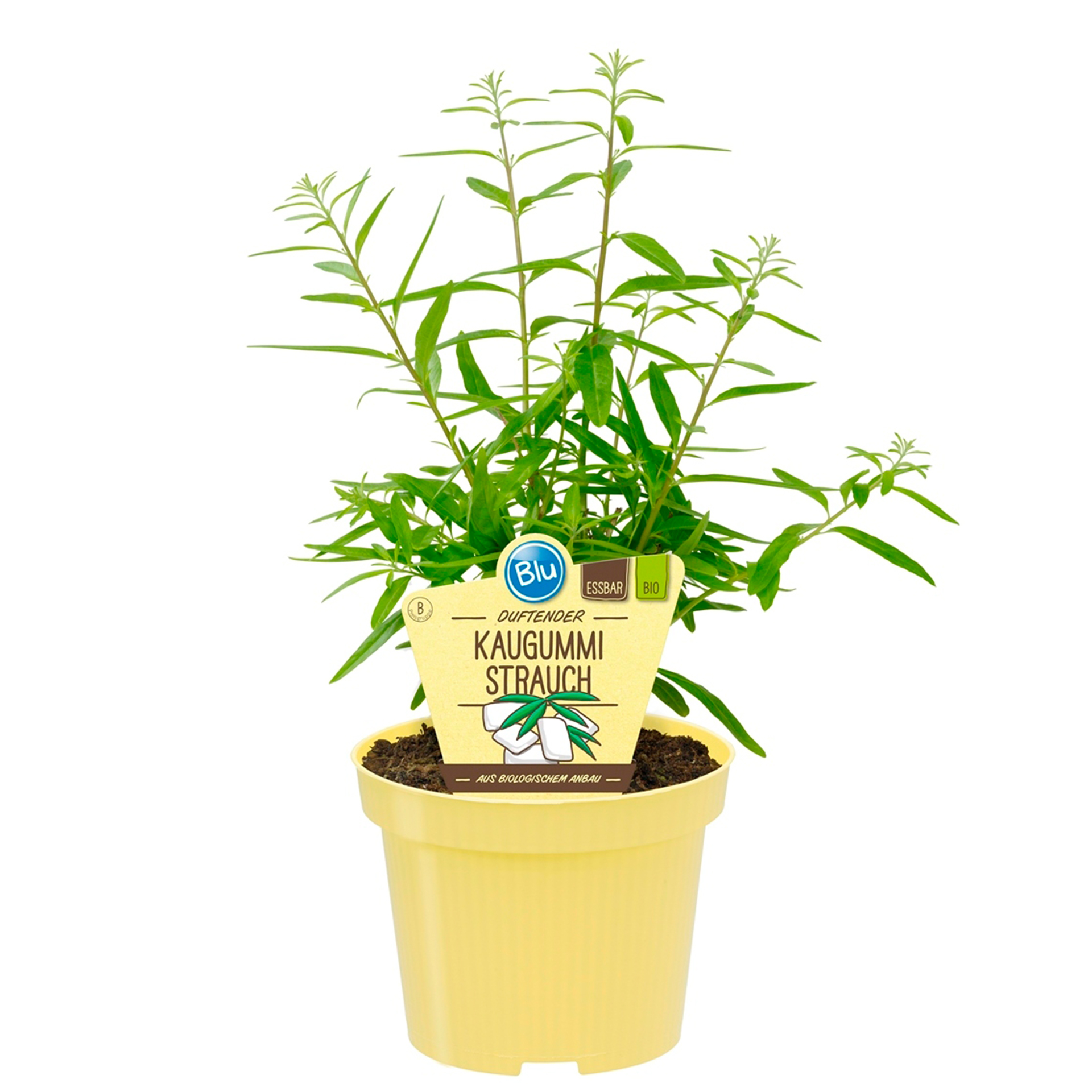 BIO Kaugummistrauch - Lippia polystacha, 12cm Topf