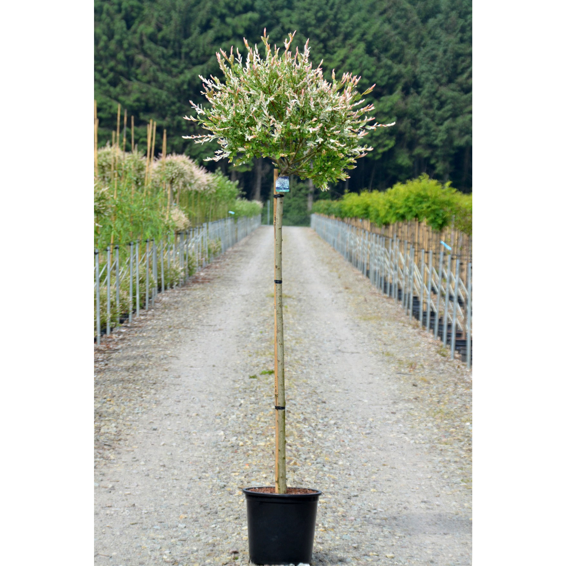 Harlekinweide - Salix integra 'Hakuro Nishiki', C18 XXL 125cm