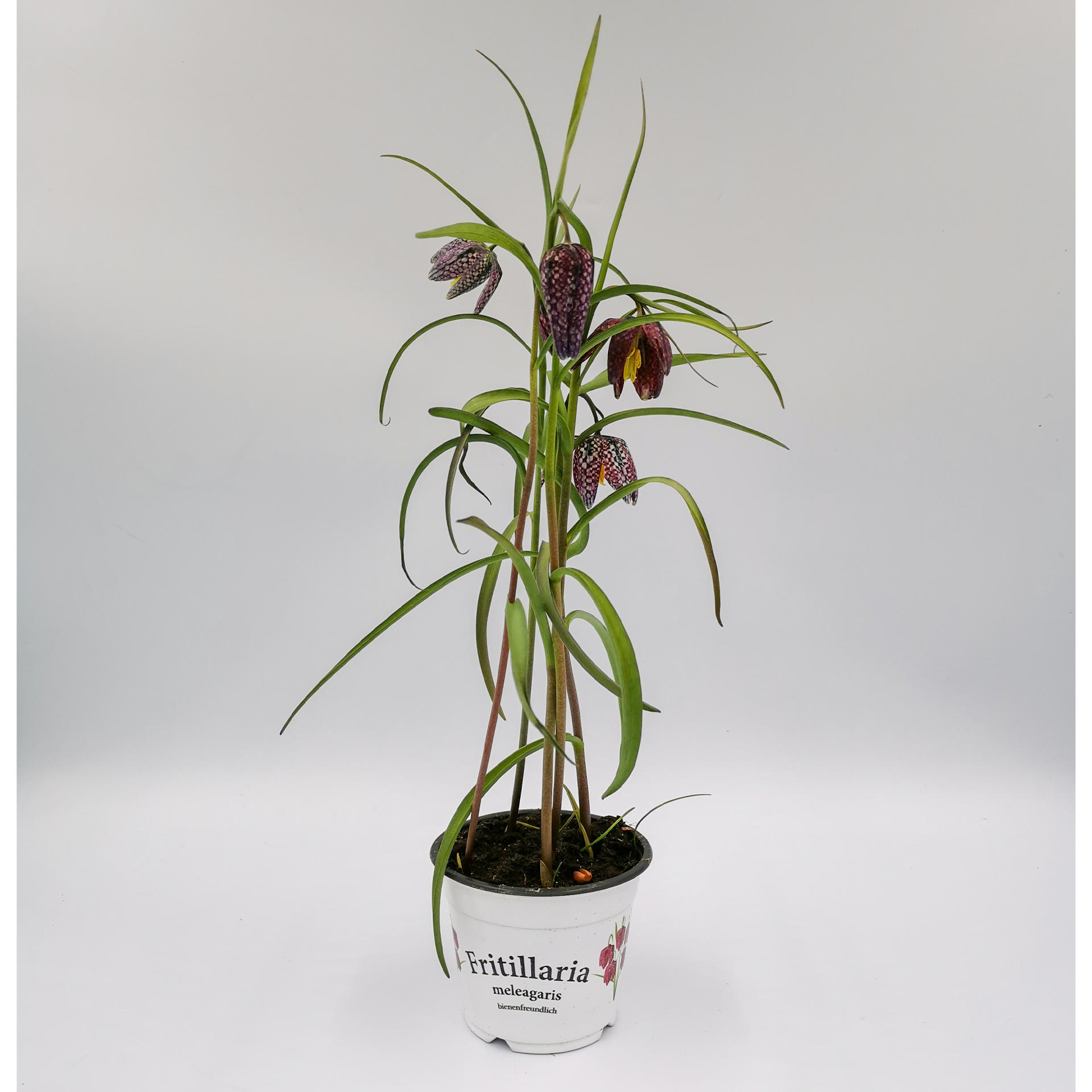 Schachbrettblume Fritillaria meleagris
