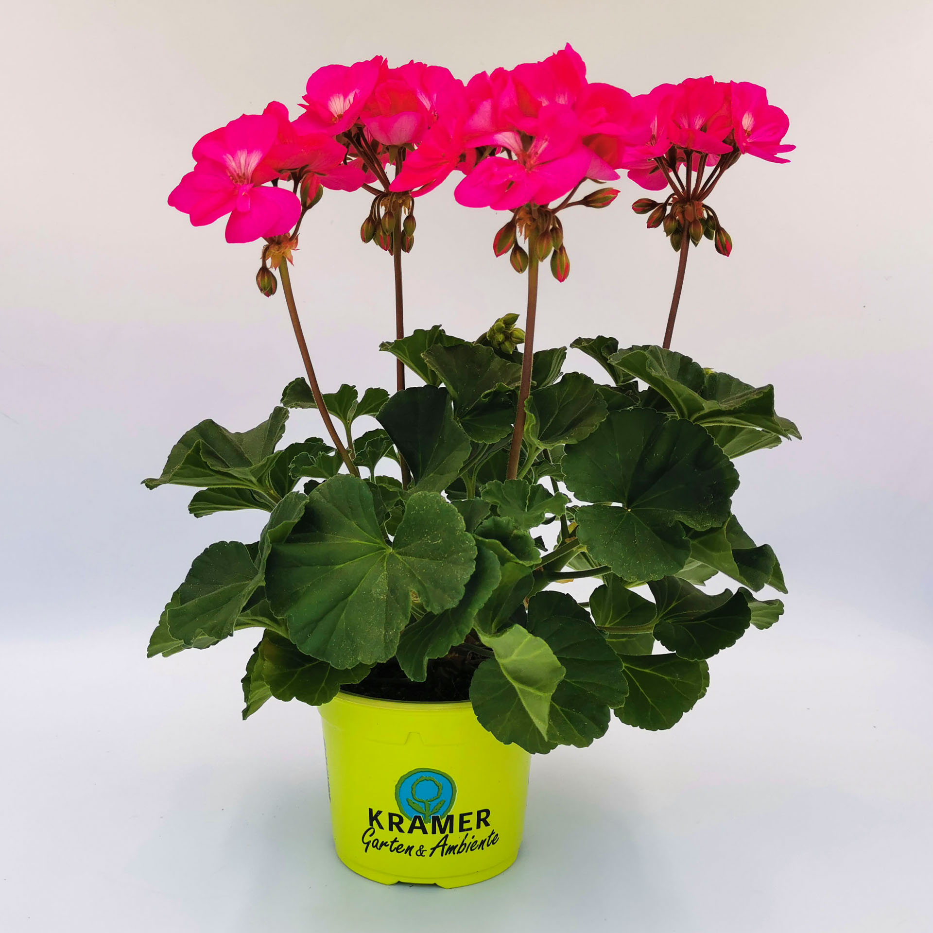 rosa-lila Blühende Geranie Dolce Vita Klaas im Pflanztopf