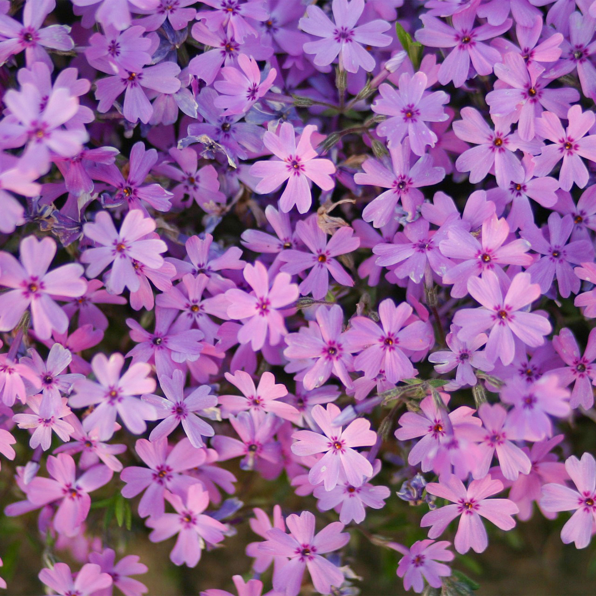 Blume, Geranie, Pflanze, Purpur, Blütenblatt