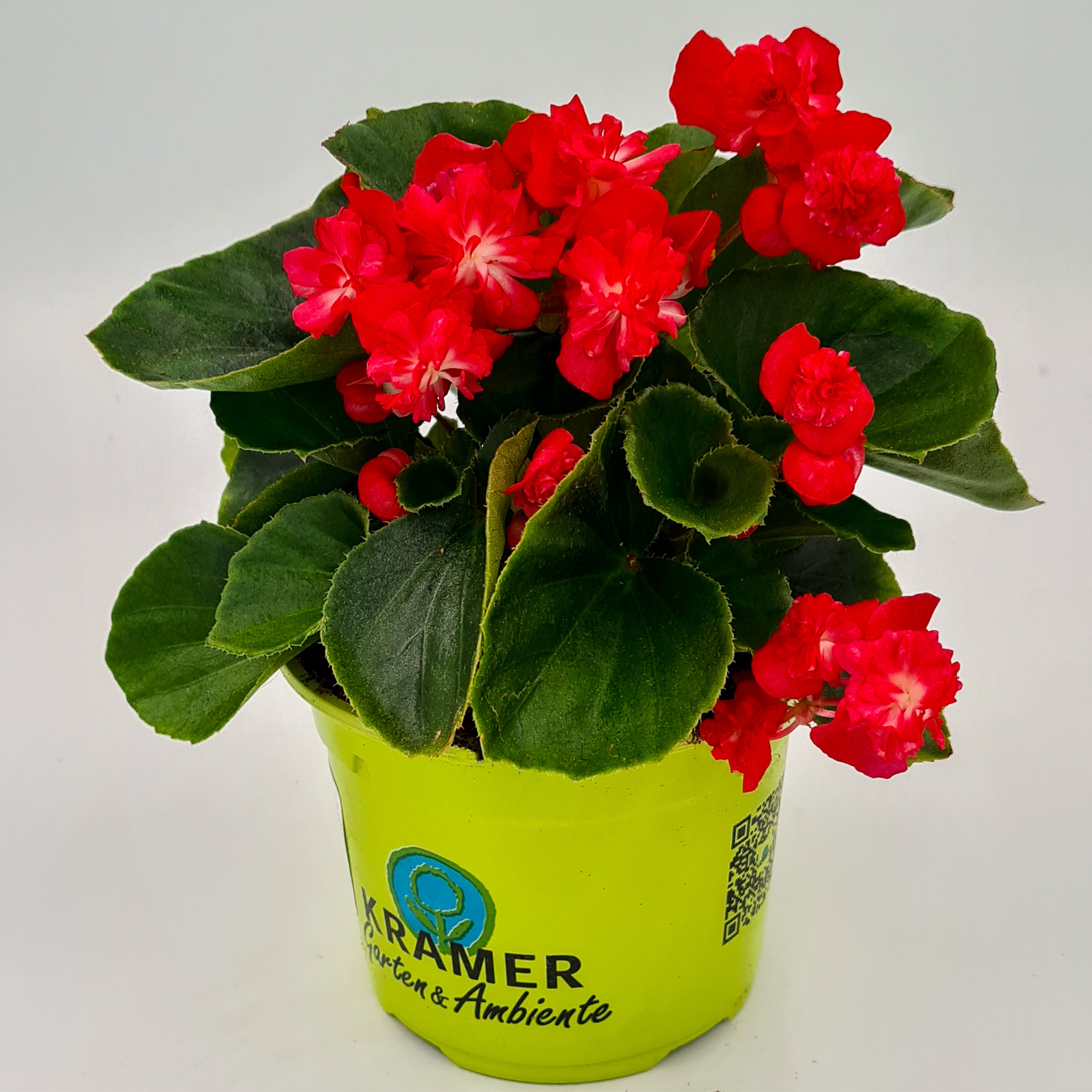 Eisbegonie gefüllt - Begonia x semperflorens 'Doublet® Red', 12cm Topf