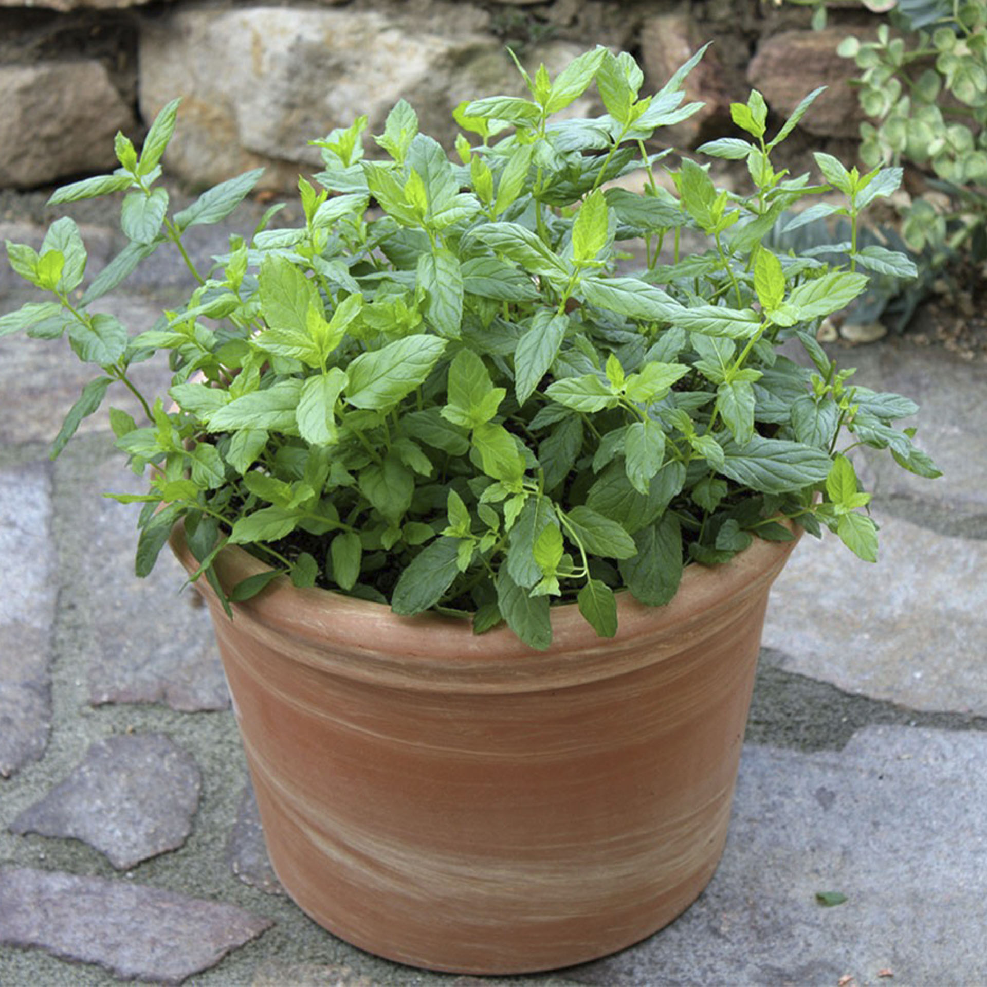 Marokkanische Tee-Minze im Terracotta-Topf