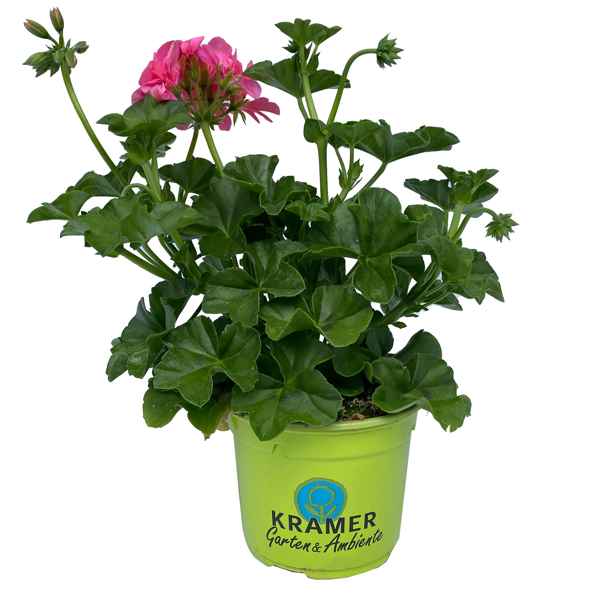 Geranie hängend 'Sunflair Linda' - Pelargonium peltatum, 12cm Topf