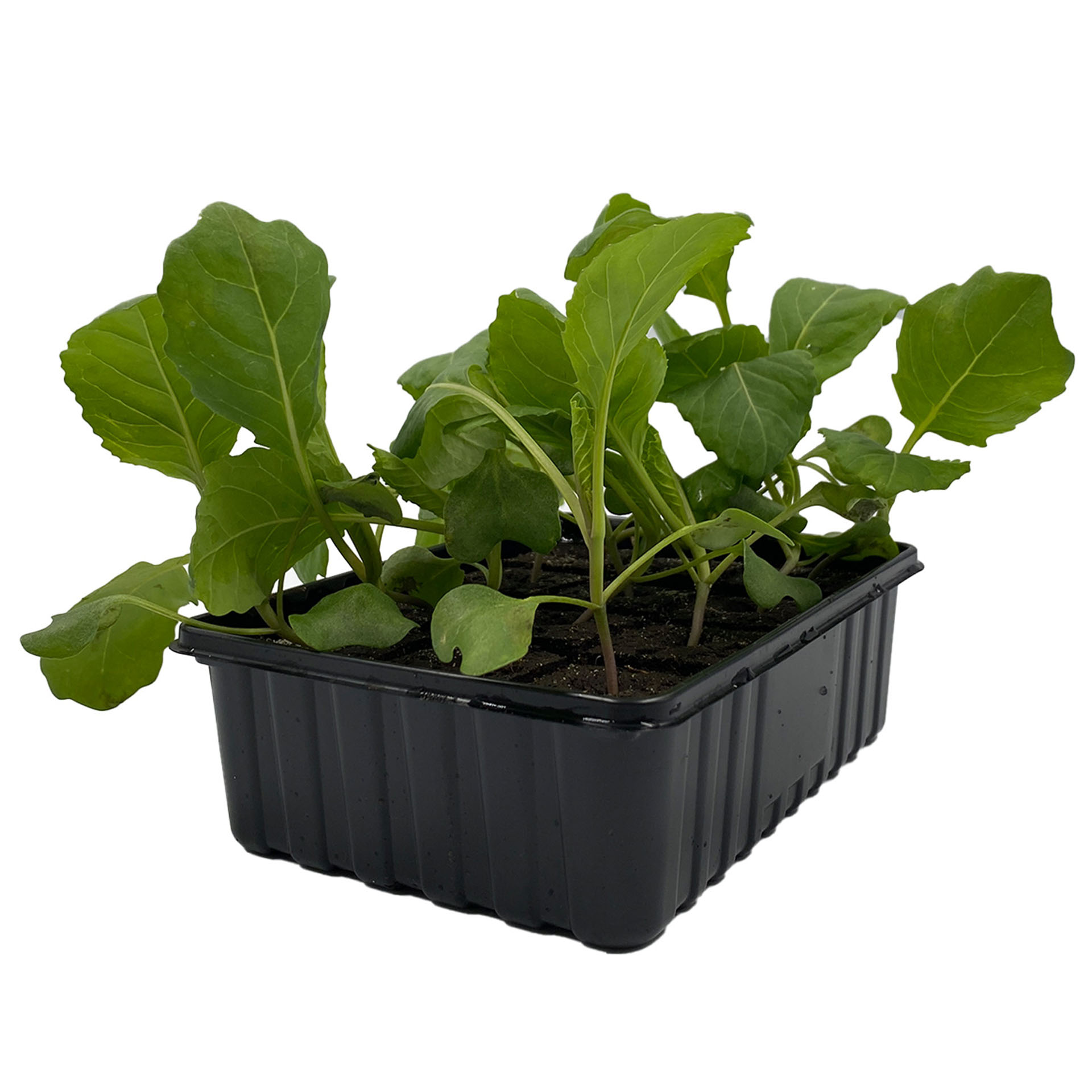 Pflanze, Pflanze im Topf, Blatt, Rucola, Produzieren