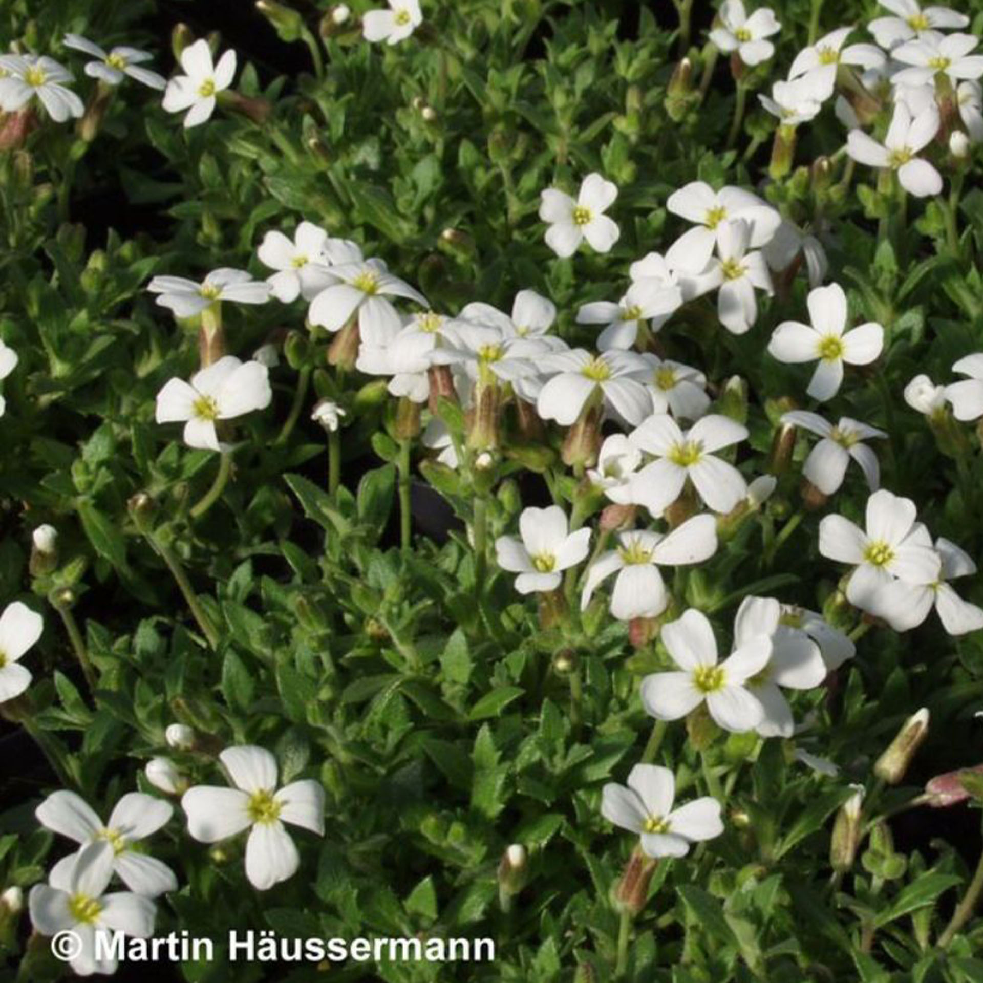 Blume, Pflanze, Geranie, Blütenblatt, Arenaria