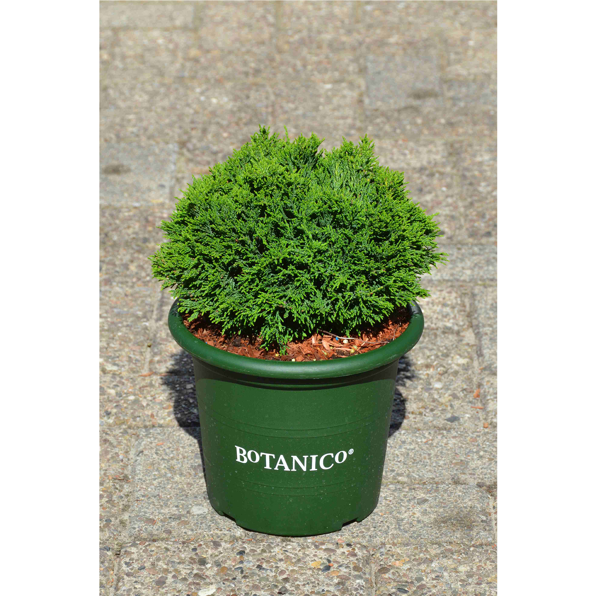 Zwerg Scheinzypresse Gartenzypresse kompakter Wuchs immergrün Konifere