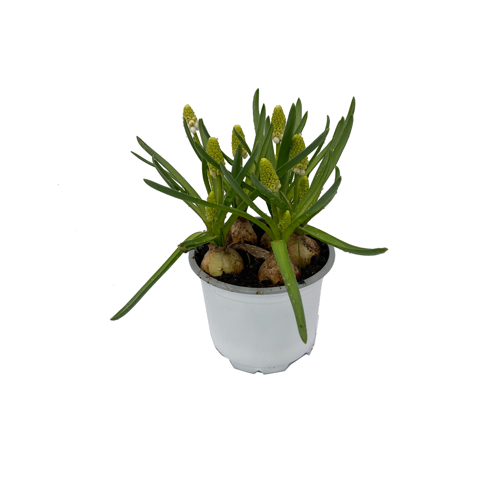 Traubenhyazinthe - Muscari armeniaca, weiß, 9cm Topf