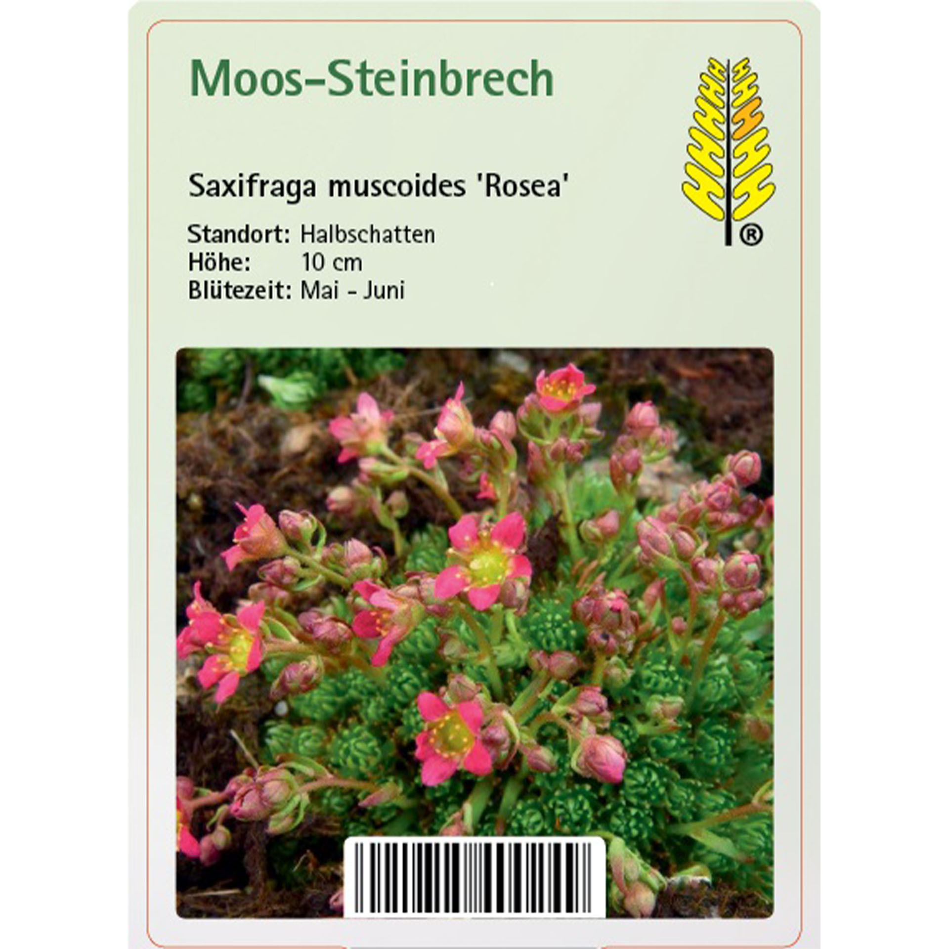 Moos, Pflanze, Kräuterig, Blütenblatt, Pflanzenwuchs