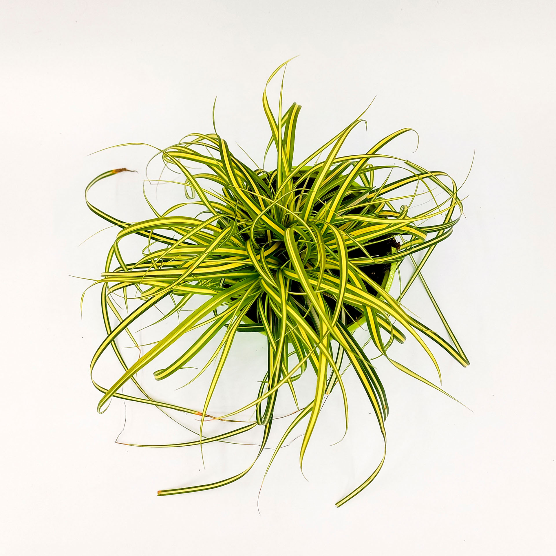 Goldsegge Evergold 2