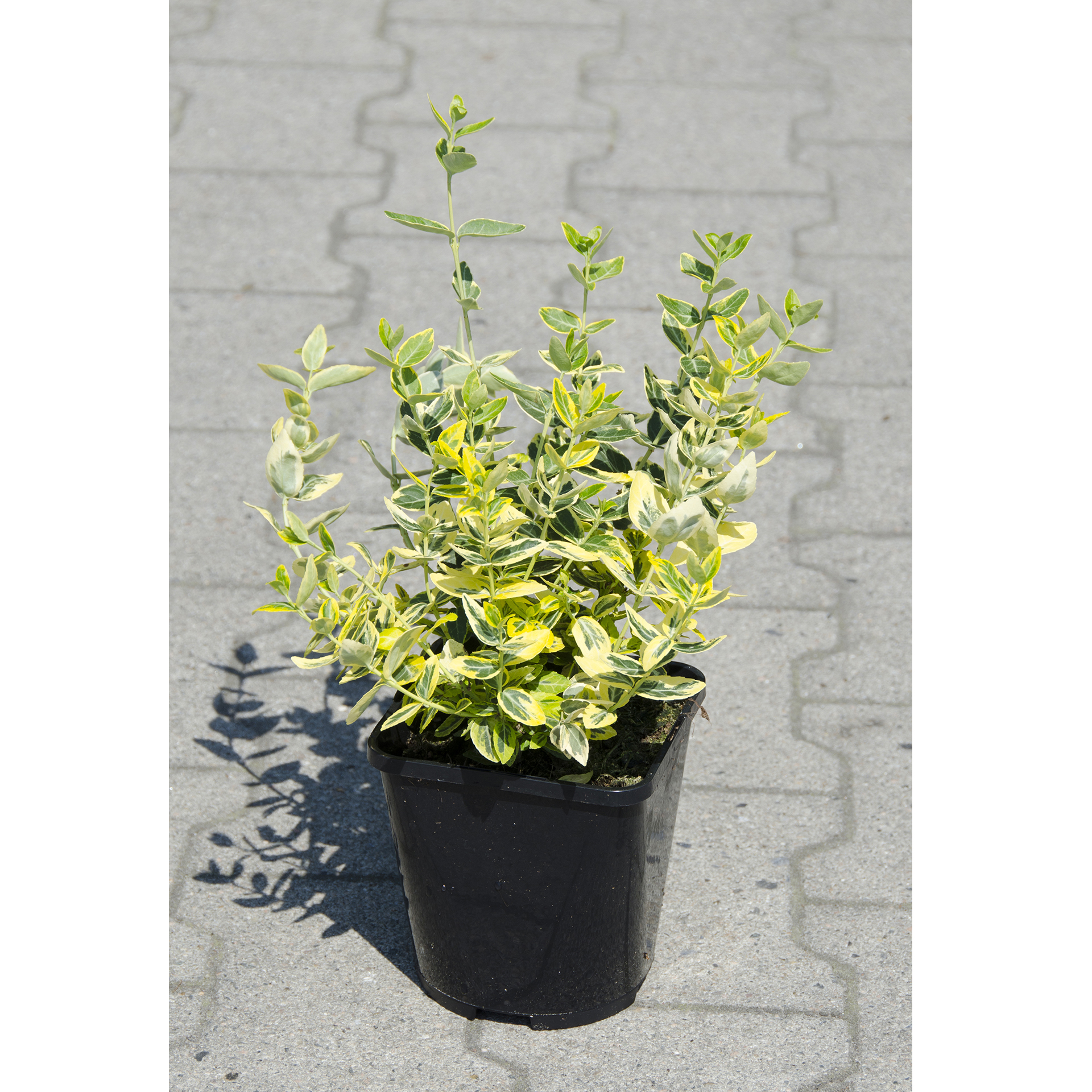 Kriechspindel Emerald Gold Bodendecker immergrünes Laub grün-gelb gemustert