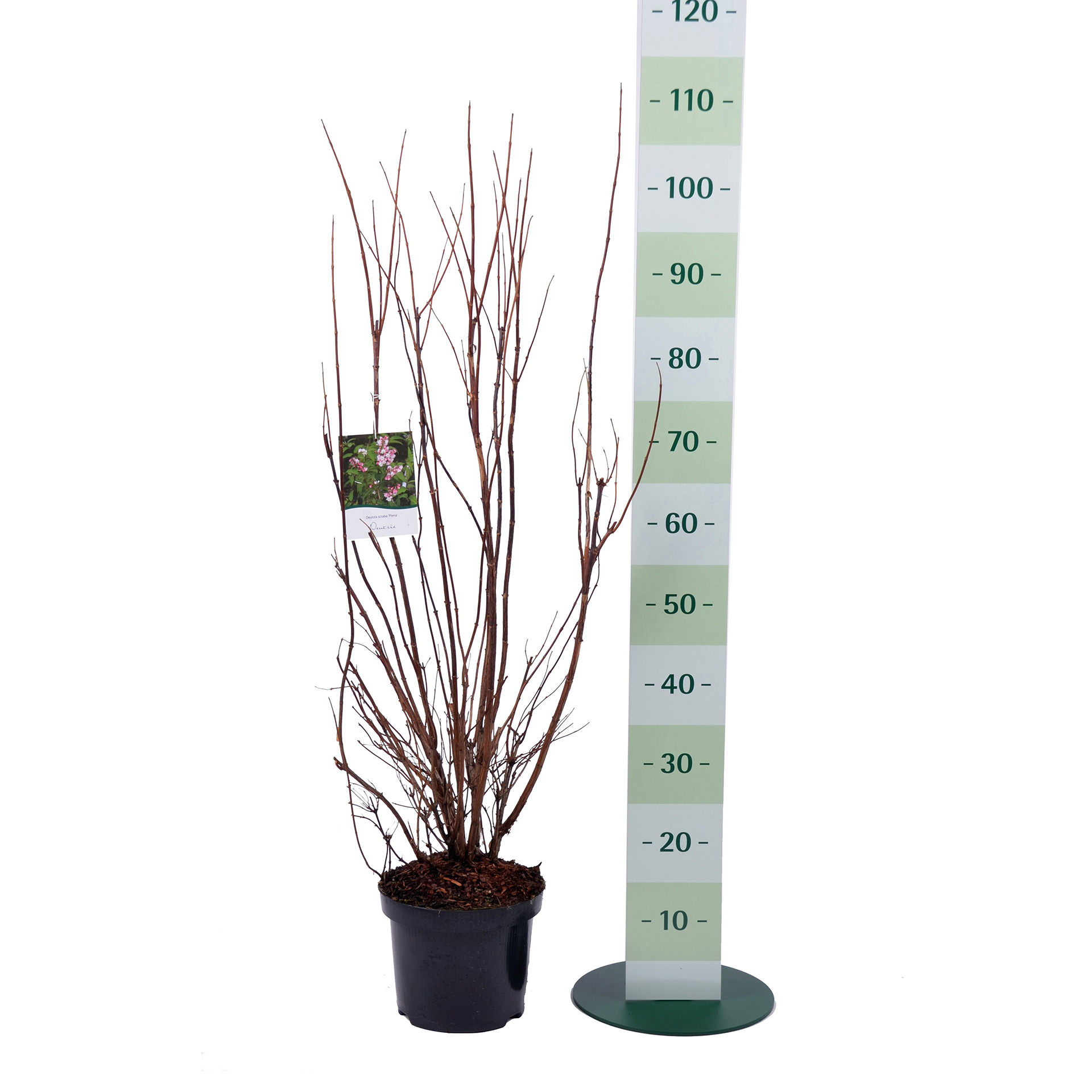 Maiblumenstrauch - Deutzia scabra 'Plena', C4,5 60-80cm