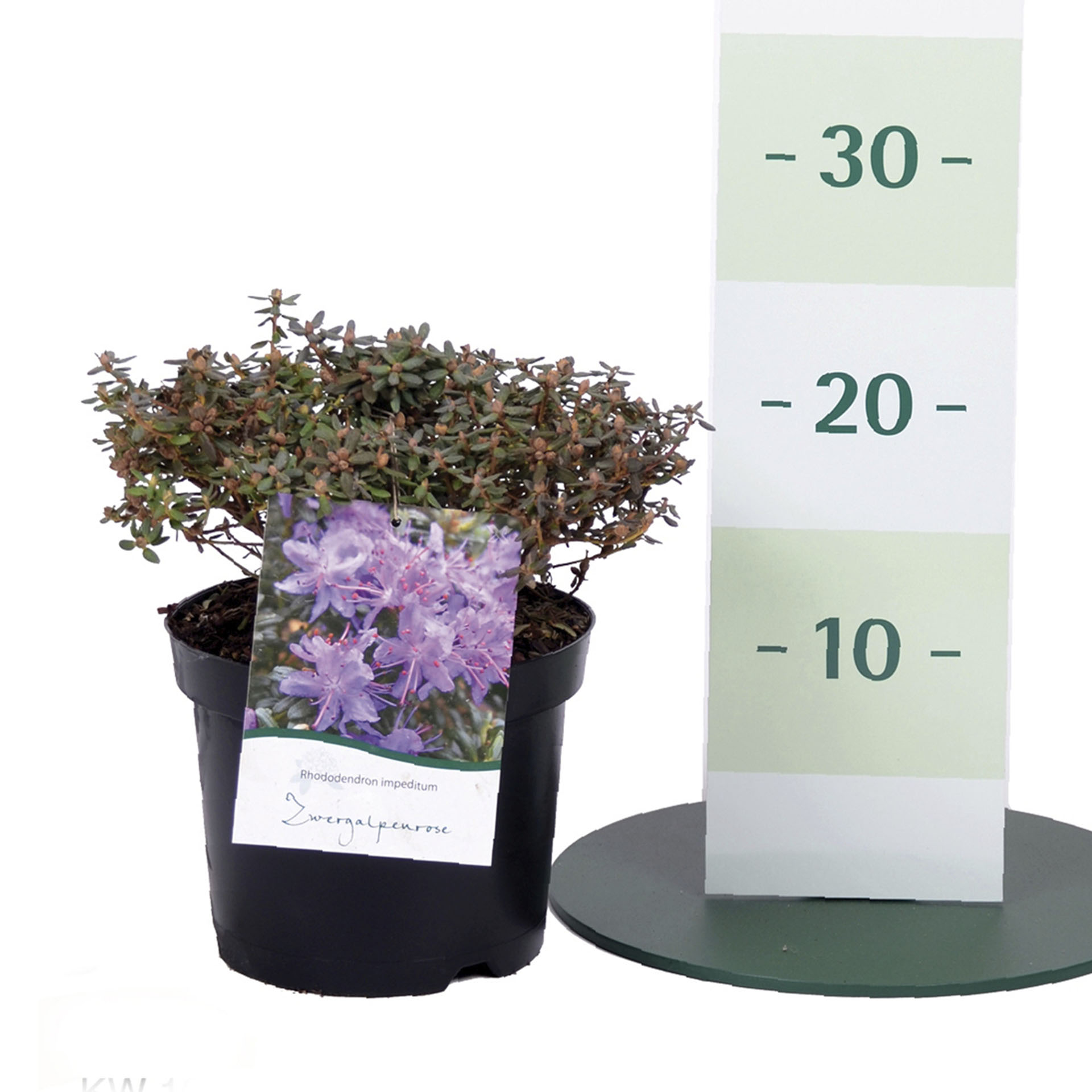 Rhododendron impeditum hellviolett, C2 20-25cm