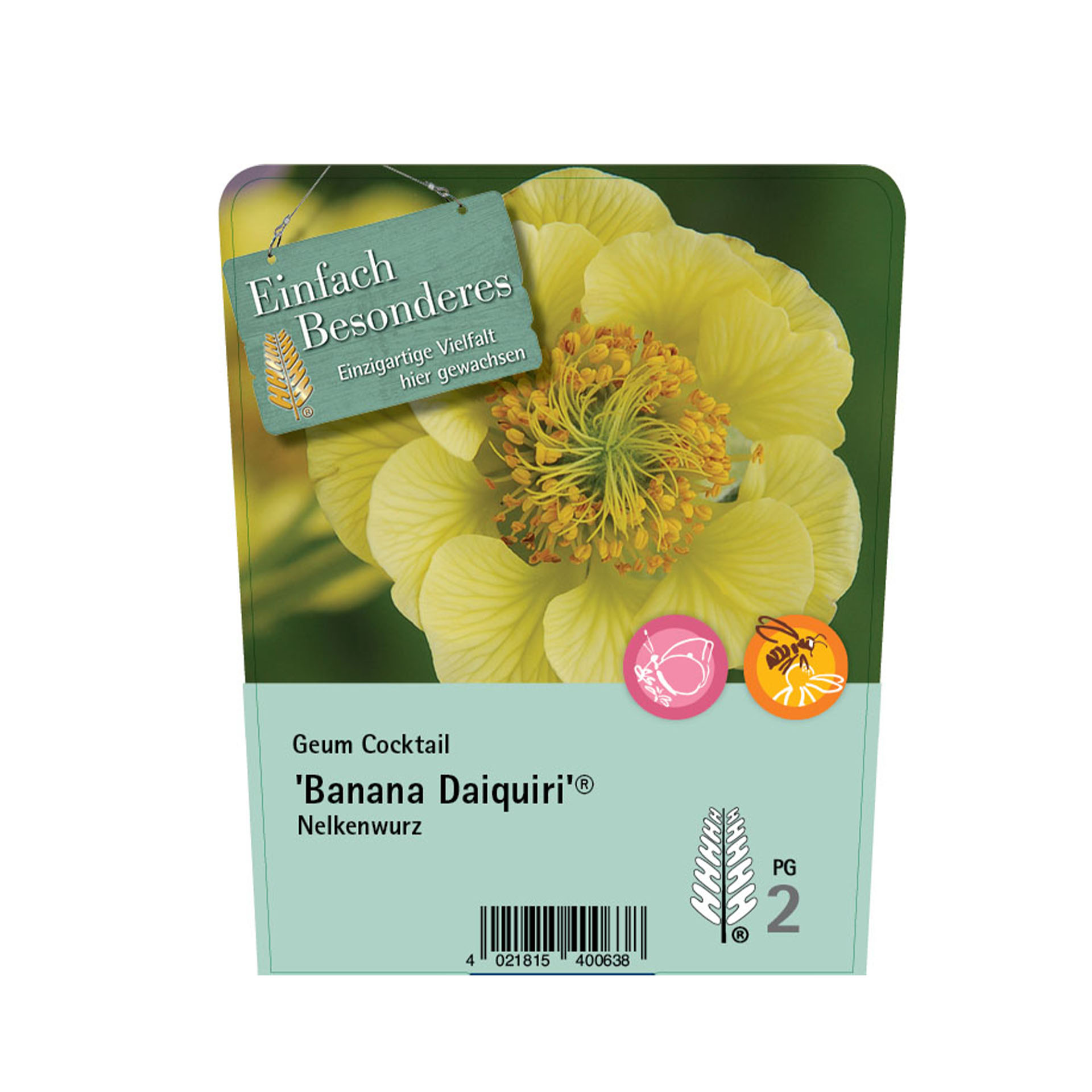 Nelkenwurz - Geum Cocktail 'Banana Daiquiri'®, C2