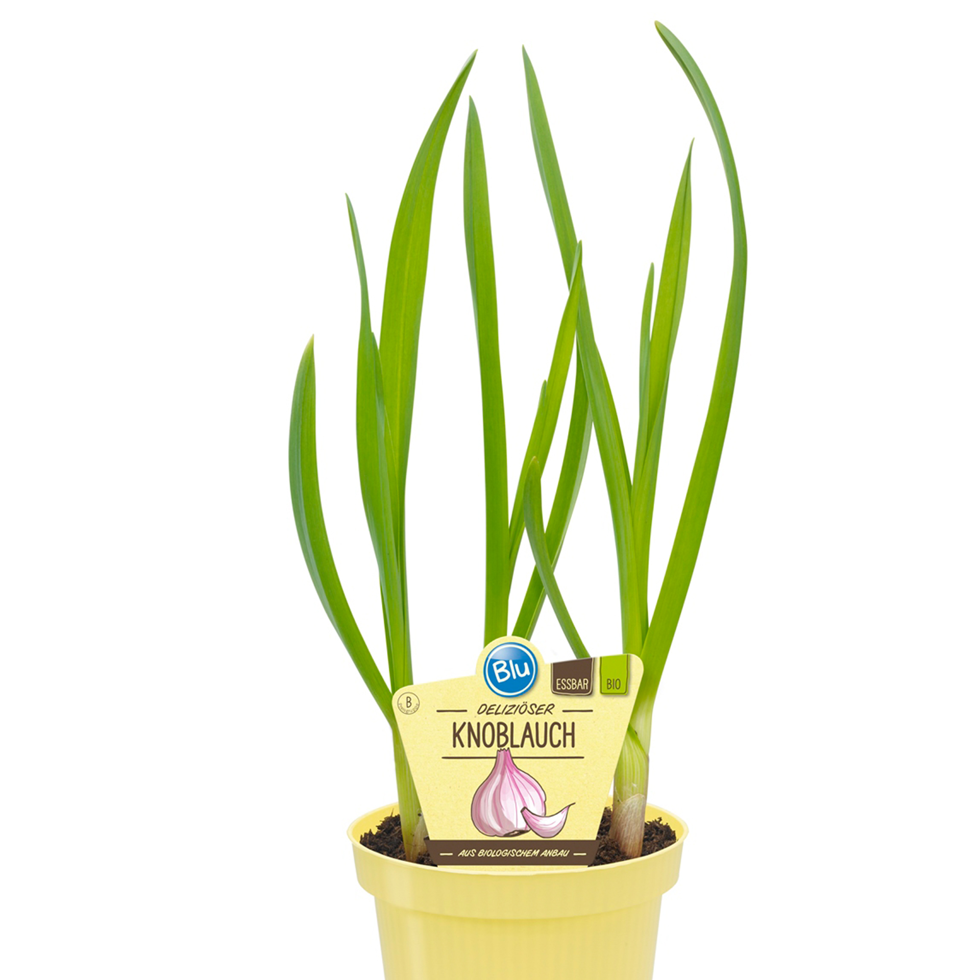 BIO Knoblauch - Allium sativum, 12cm Topf