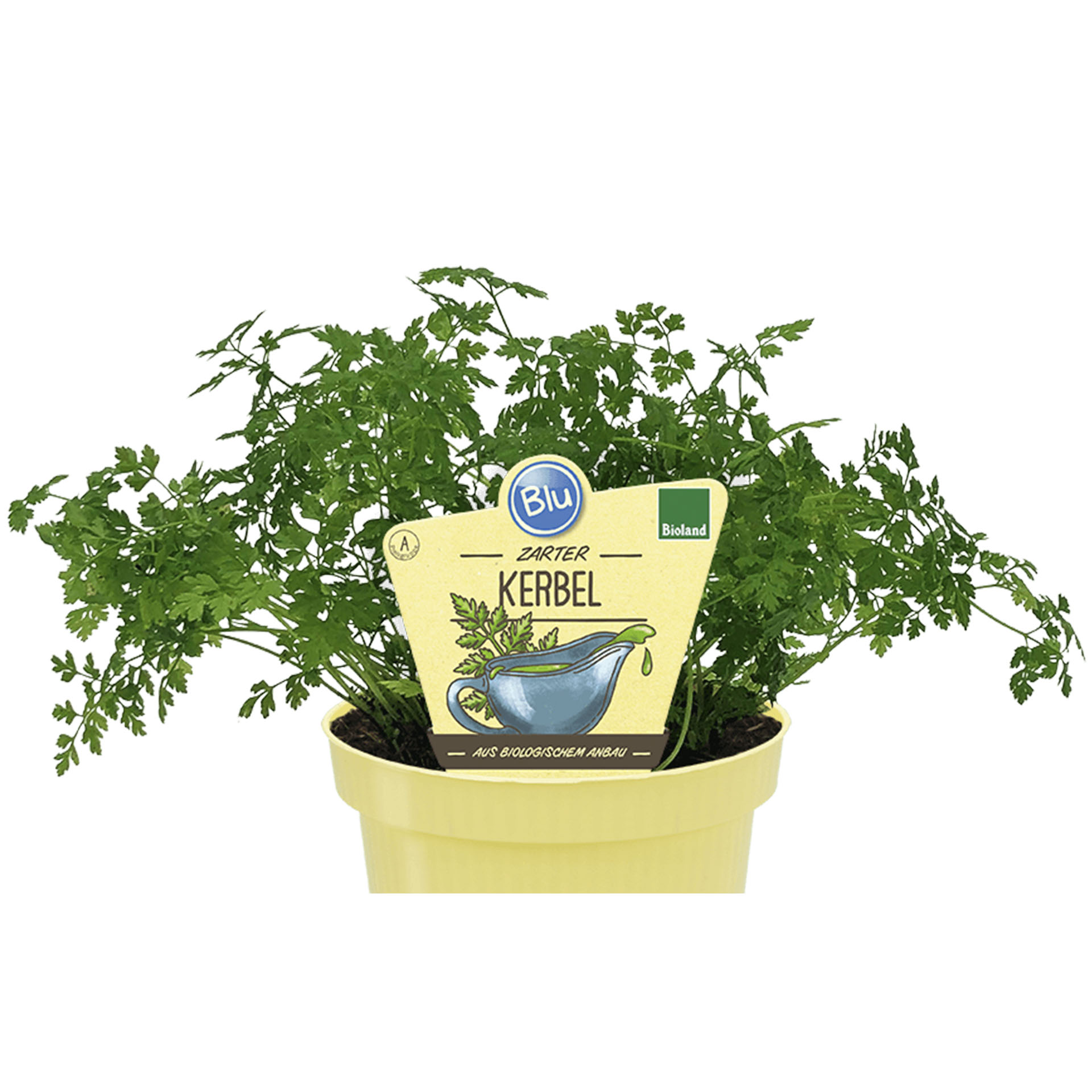 Kerbel im Pflanztopf mit Pflanzenstecker