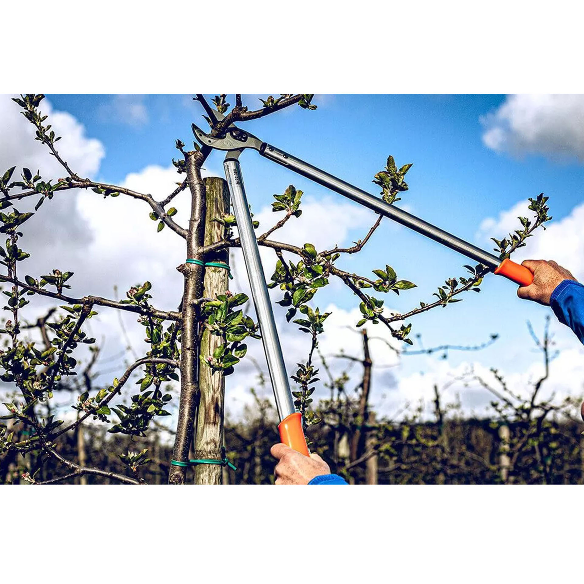 astschere beim baum schneiden