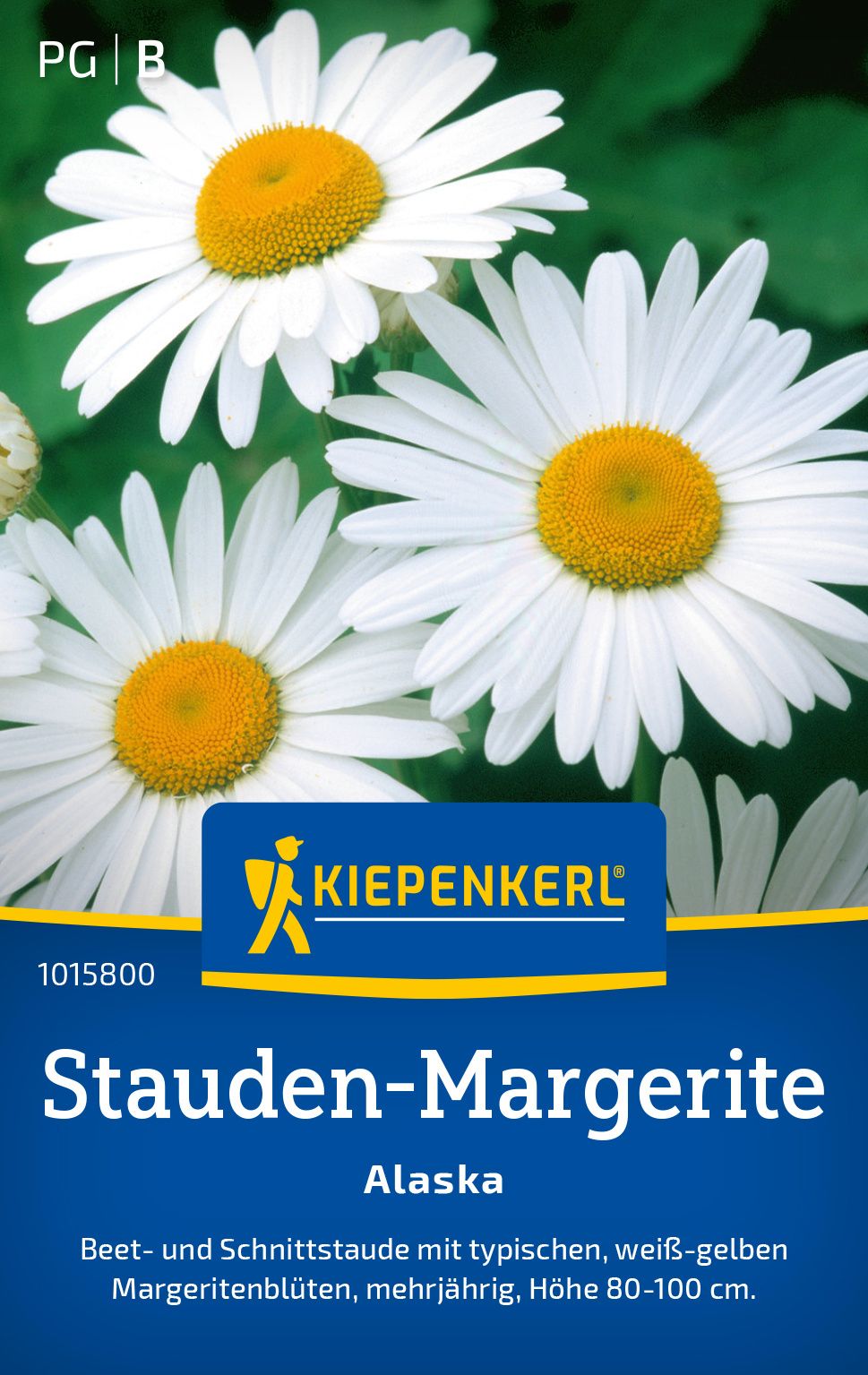 Gänseblümchen, Blume, Pflanze, Werbung, Plakat