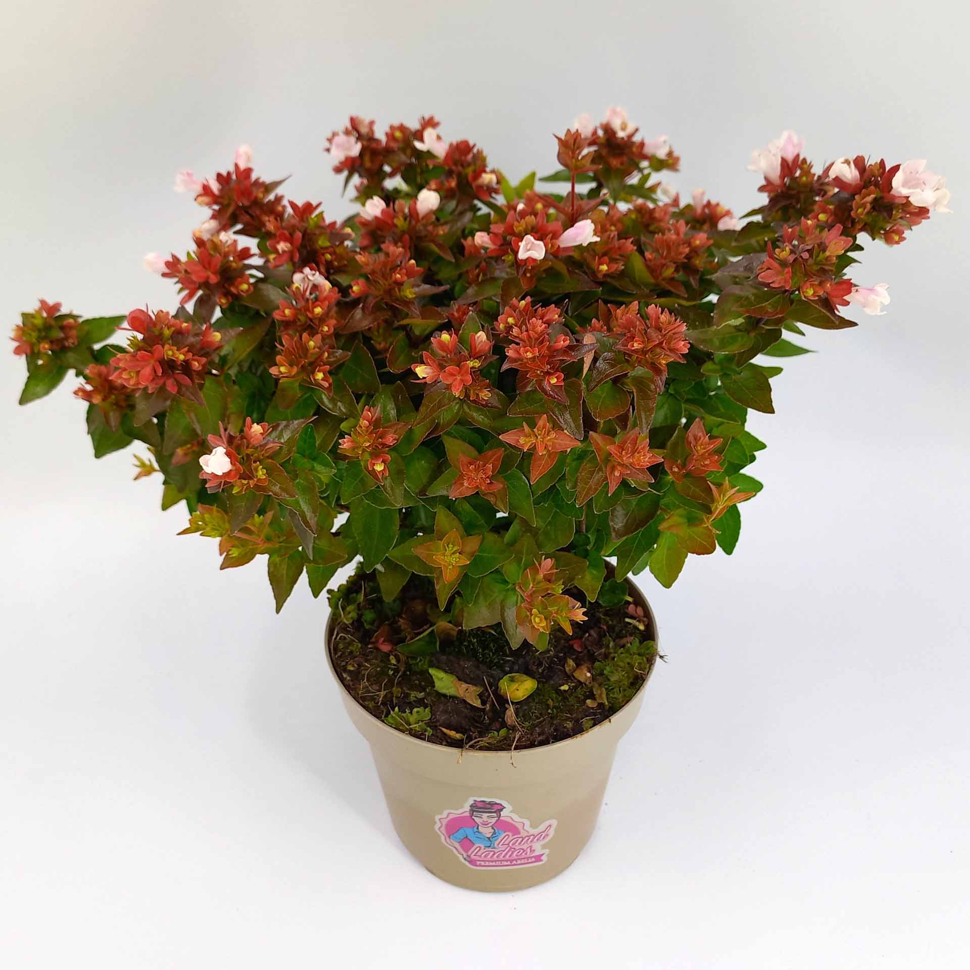 Heckenpflanze Zierstrauch Abelie Grandiflora immergrün mit zartrosa Blüten