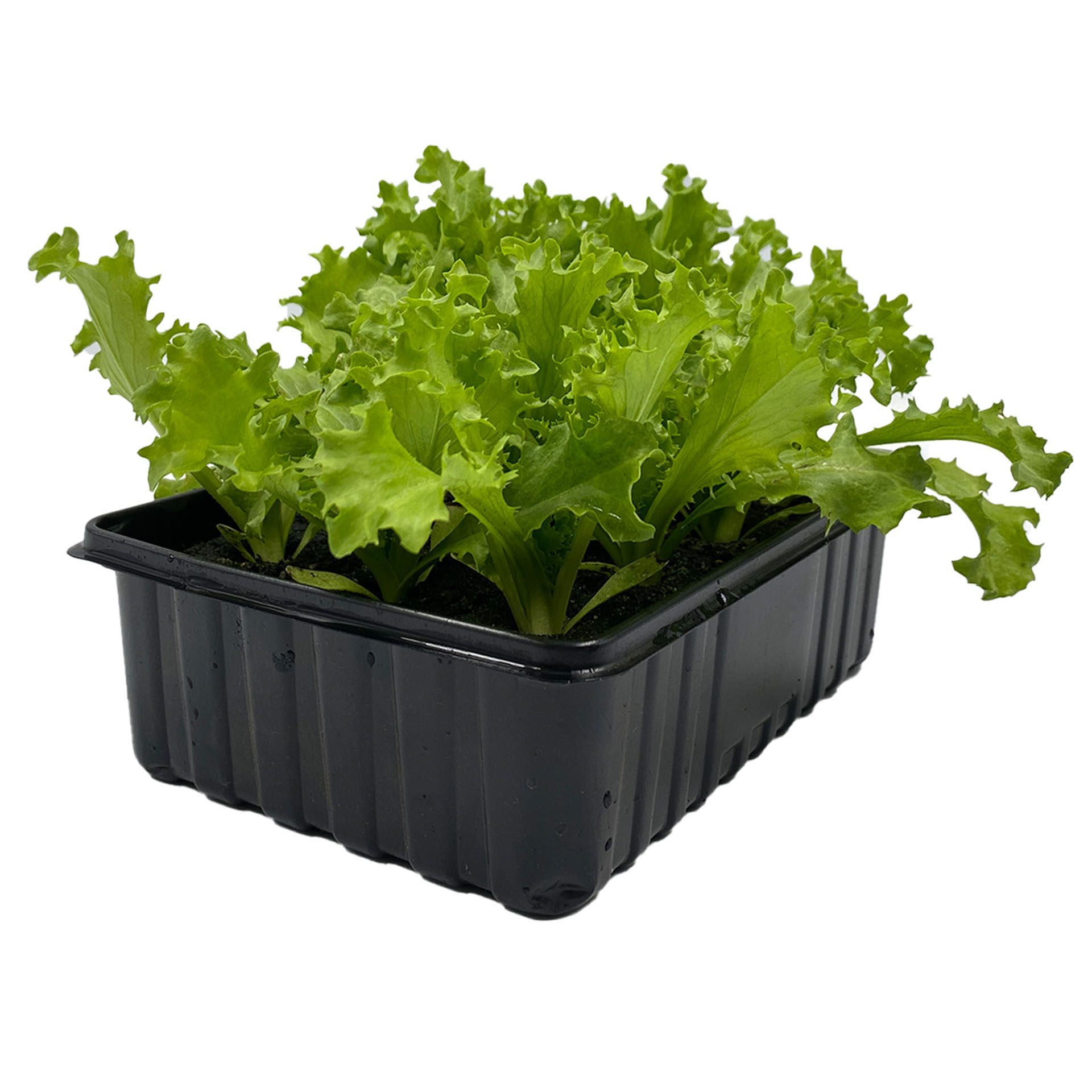 12 Gemüsepflanzen Krauser Endiviensalat in schwarzer Schale, Pflanze, Pflanze im Topf, Kopfsalat, Produzieren, Gemüse