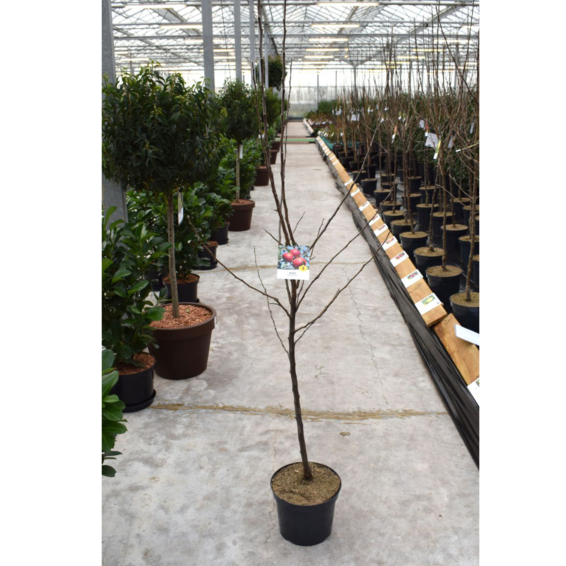 Apfel Jonagold Apfelbaum Apfel süß säuerlich