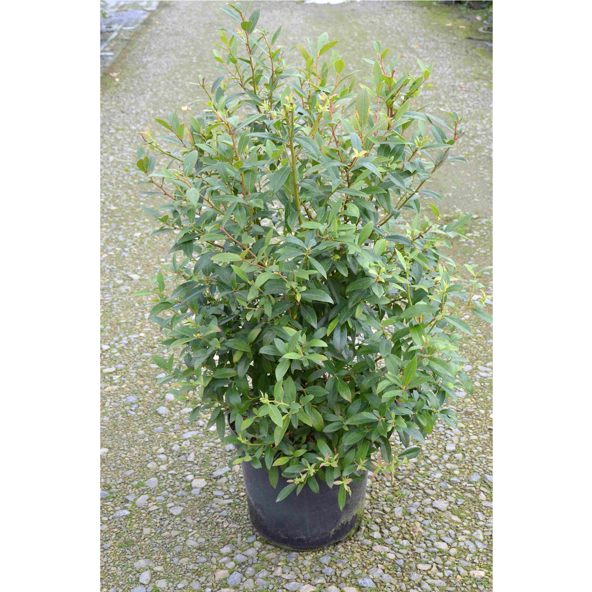 Heidelbeere Pink Bluberry ertragreich süß säuerlich