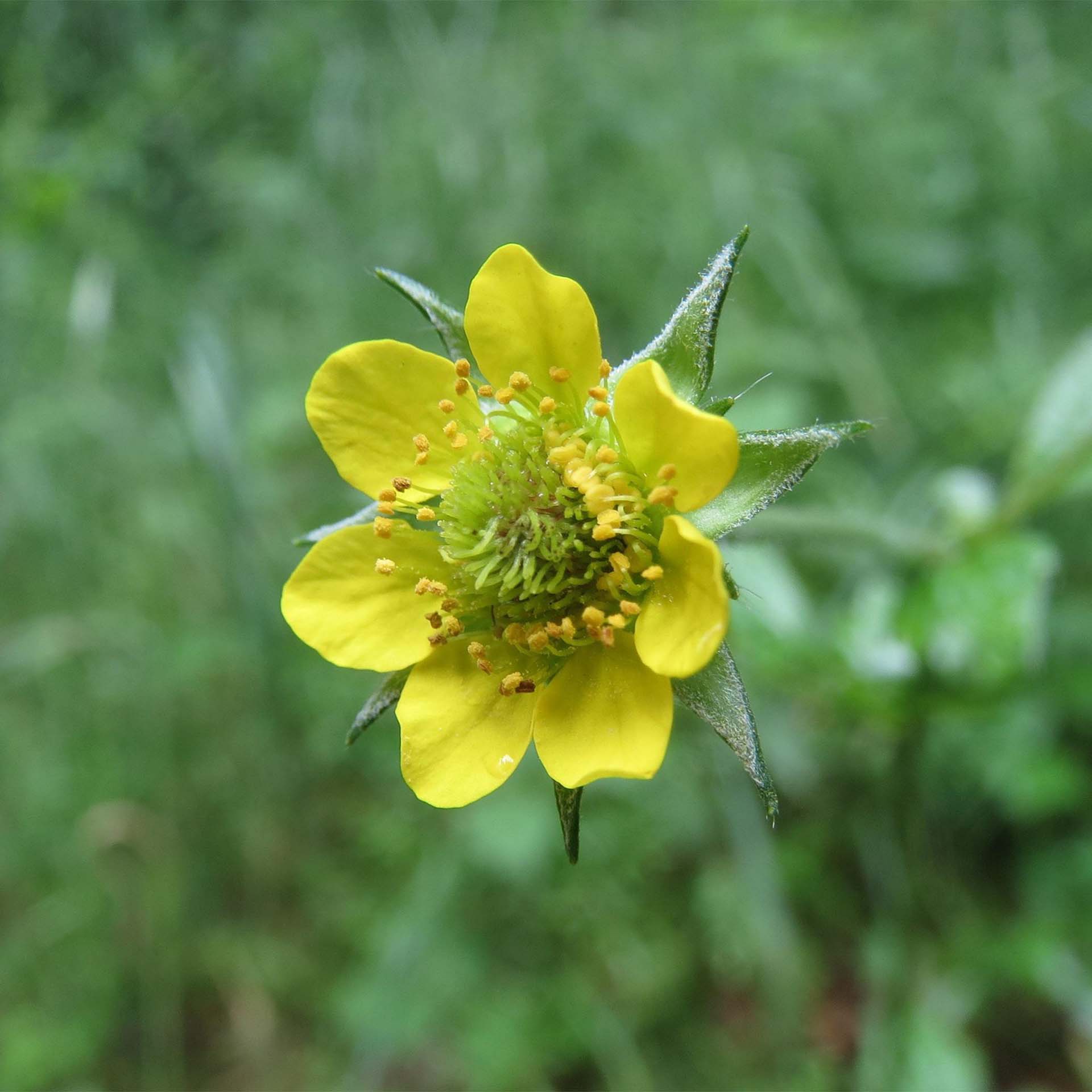 Wildstauden für den Garten
