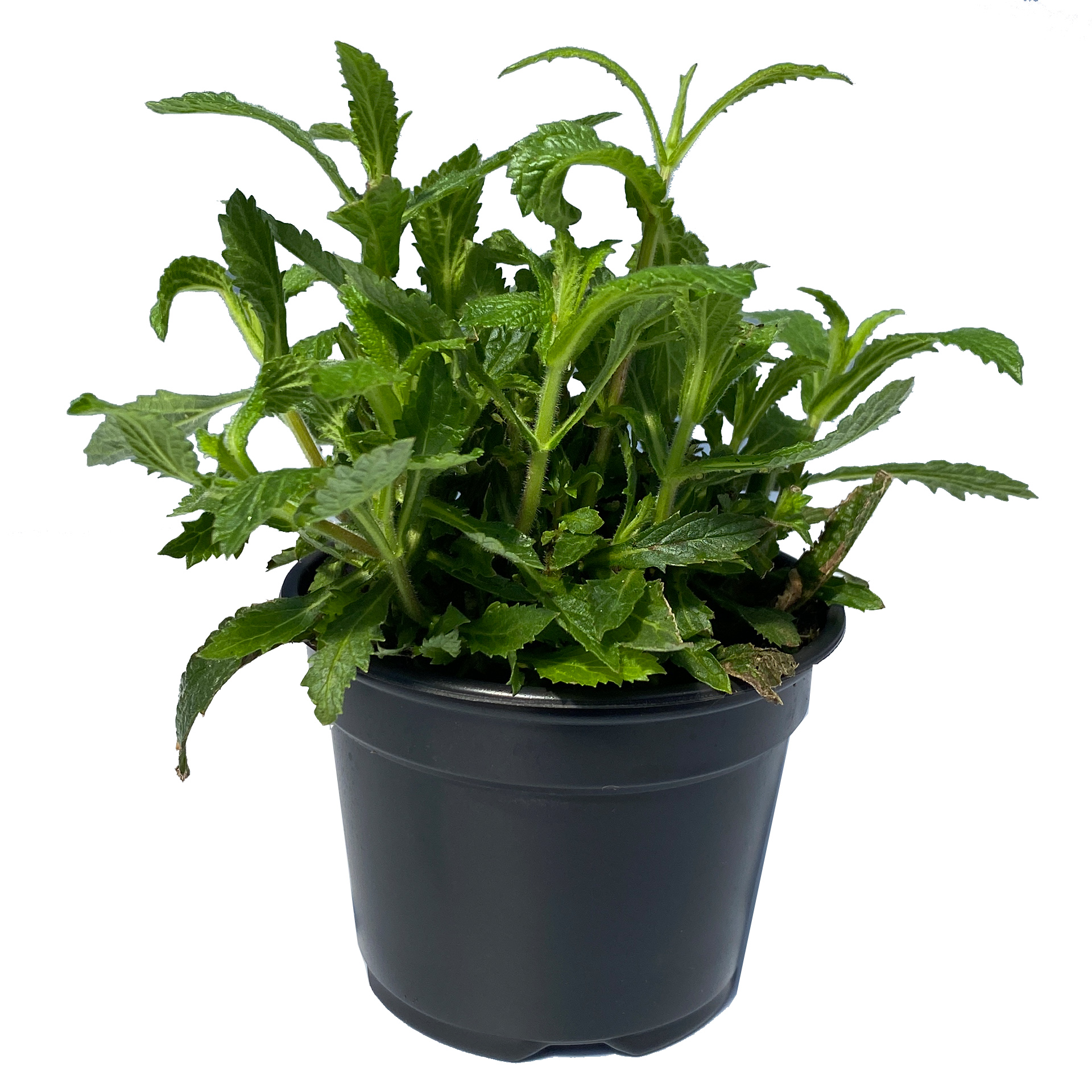 Patagonisches Eisenkraut