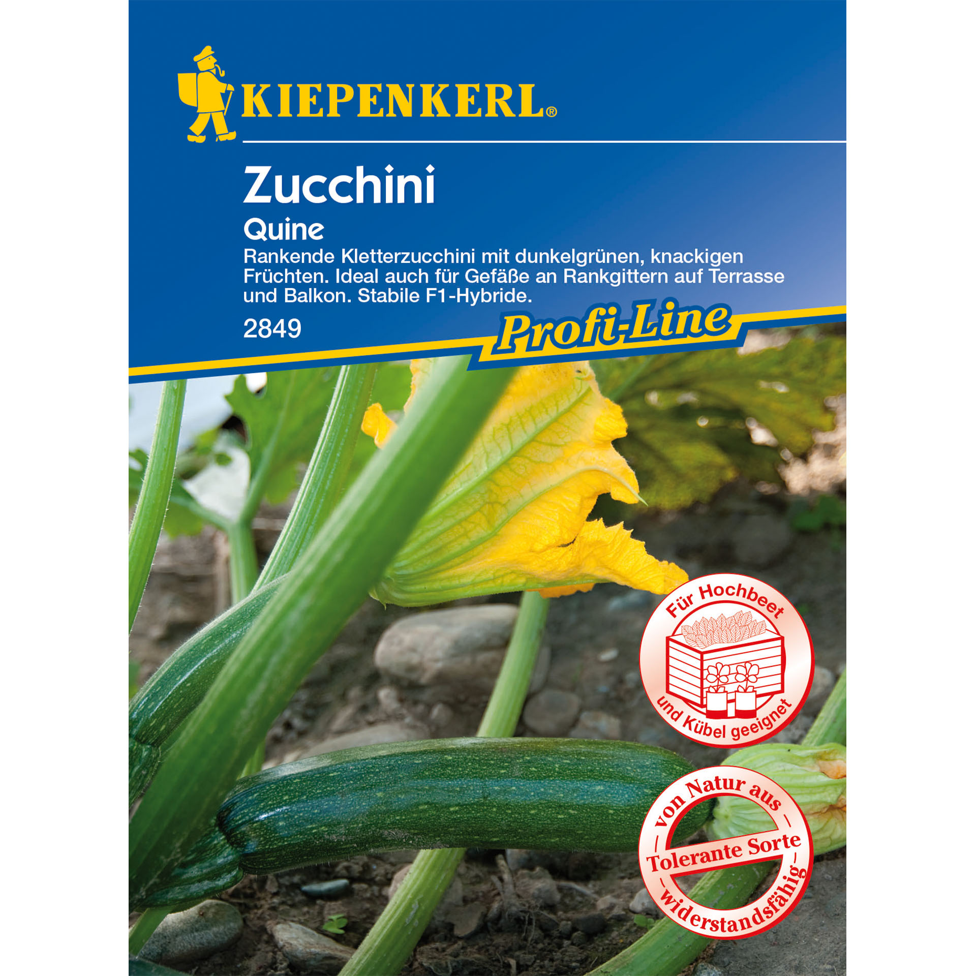 Zucchini Quine F1, Gemüsesamen