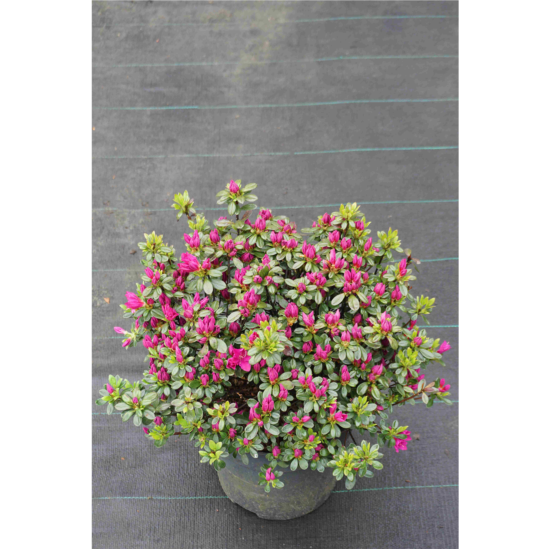 Japanische Azalee - Azalea japonica 'Königstein'®, C6 30-40cm