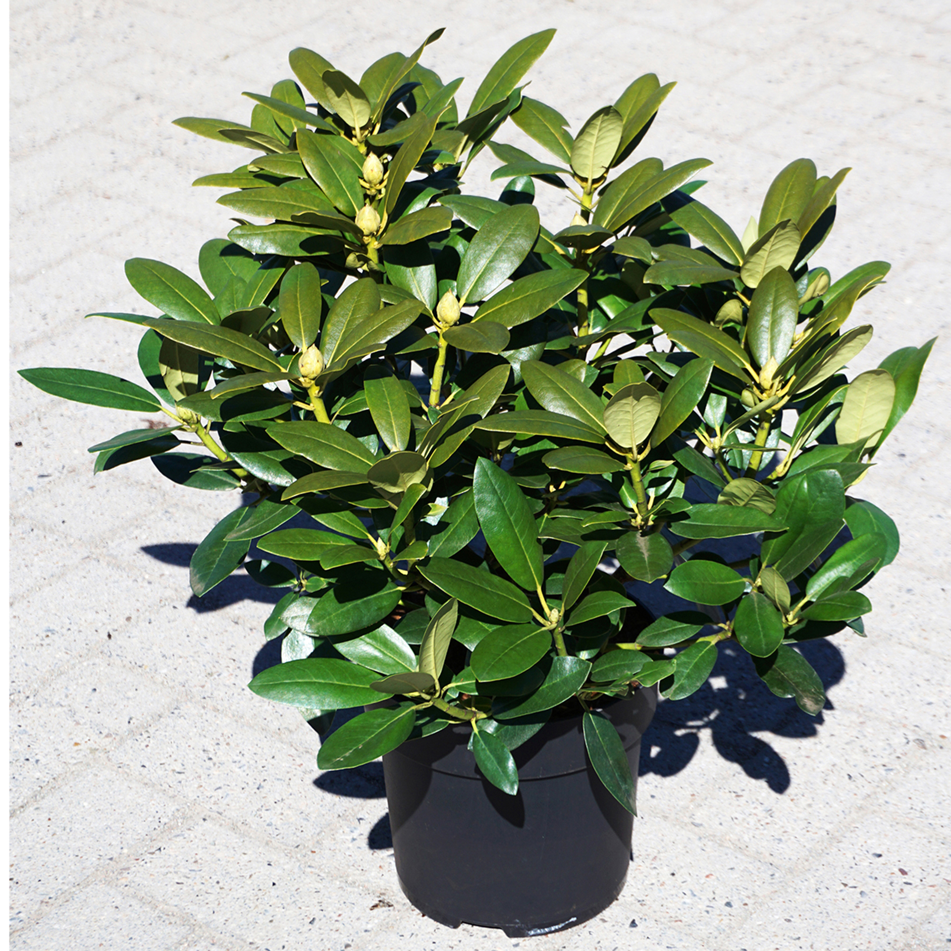 Rhododendron Alpenrose immergrün schattiger Standort