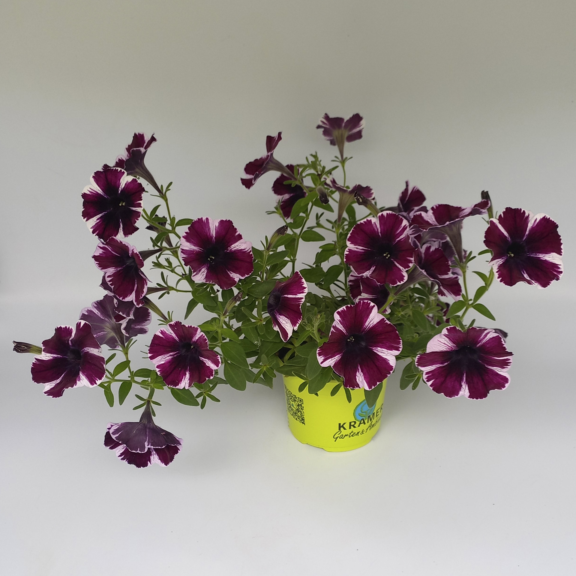 Pflanztopf mit blühender Petunie Miss Marvelous