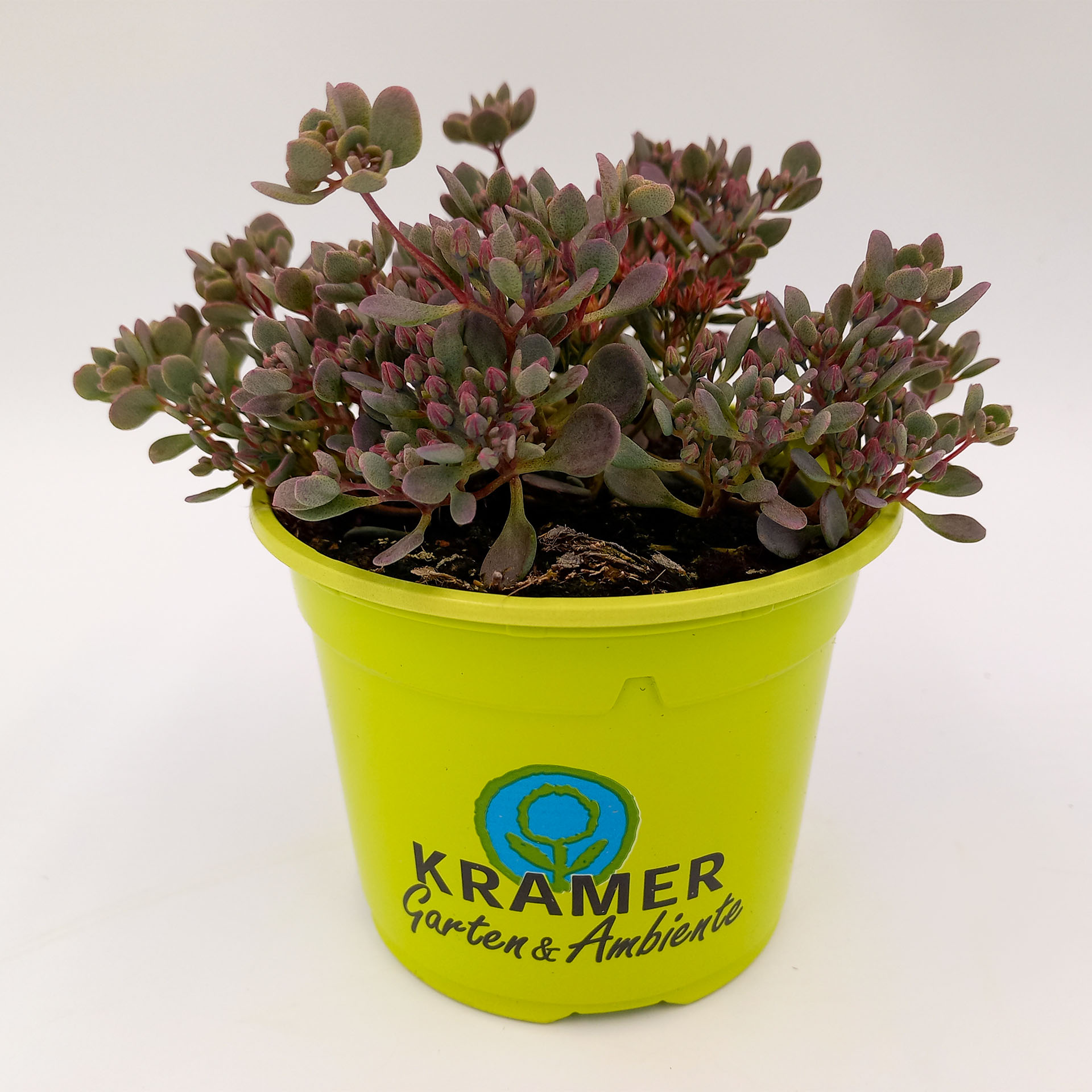 Felsen Fetthenne Rocky