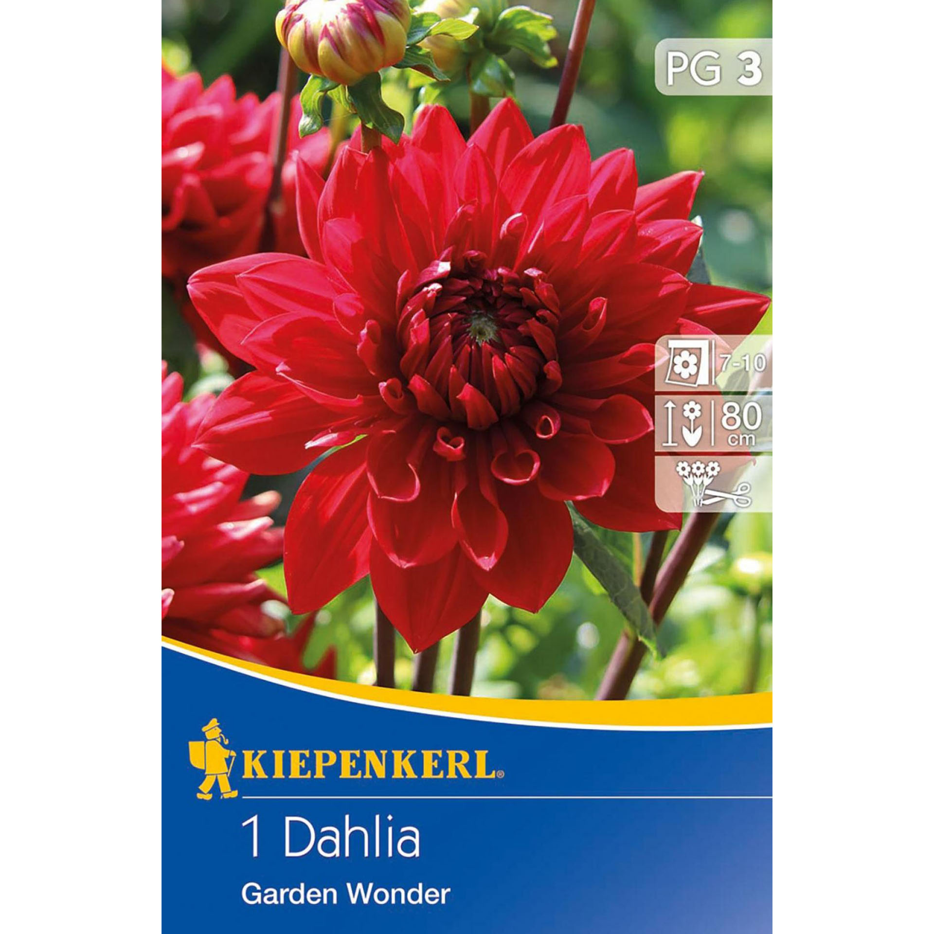 Blumenzwiebeln Beetdahlie Kübeldahlie Saatgut Blumenbeet Blumengarten