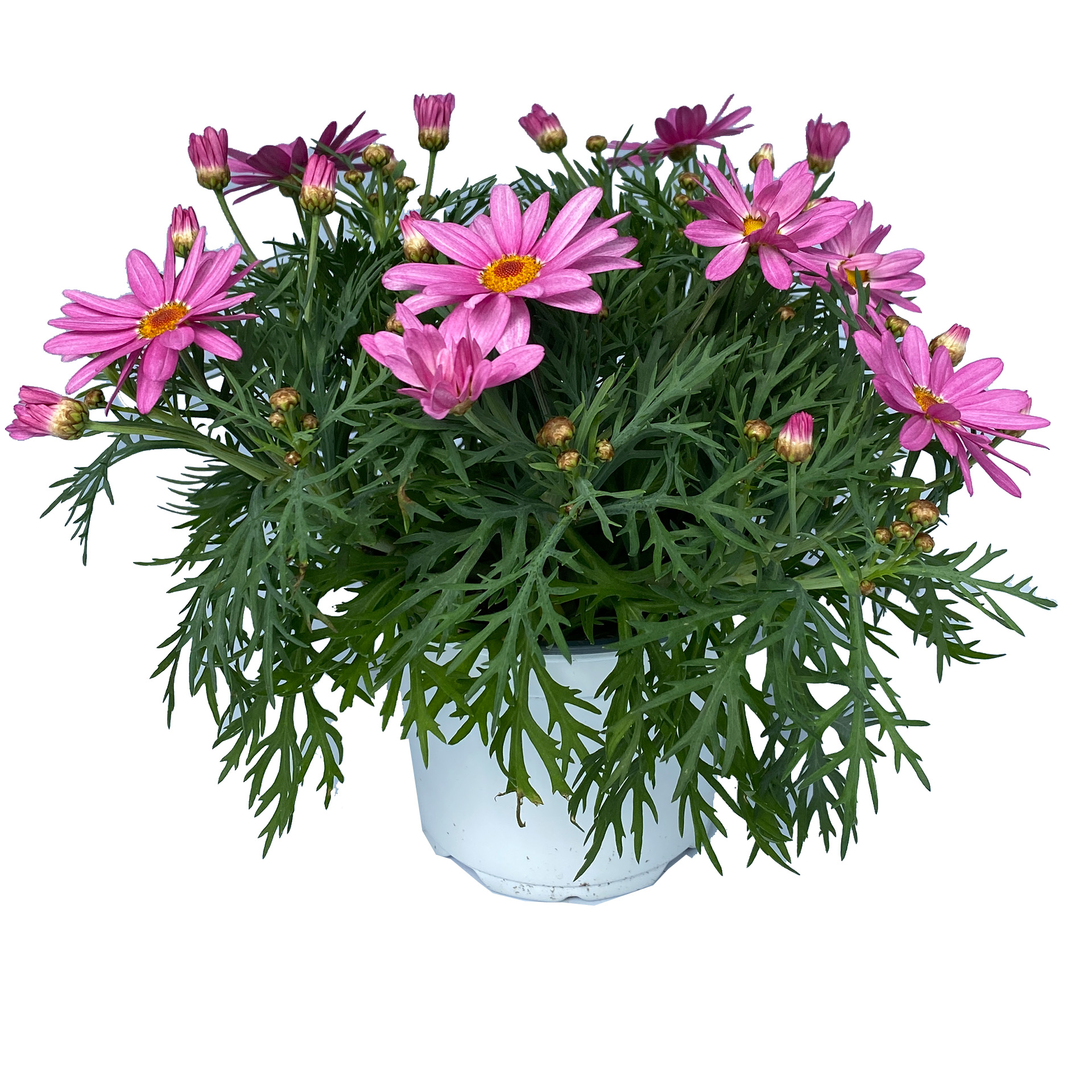 Margerite rosa weiß