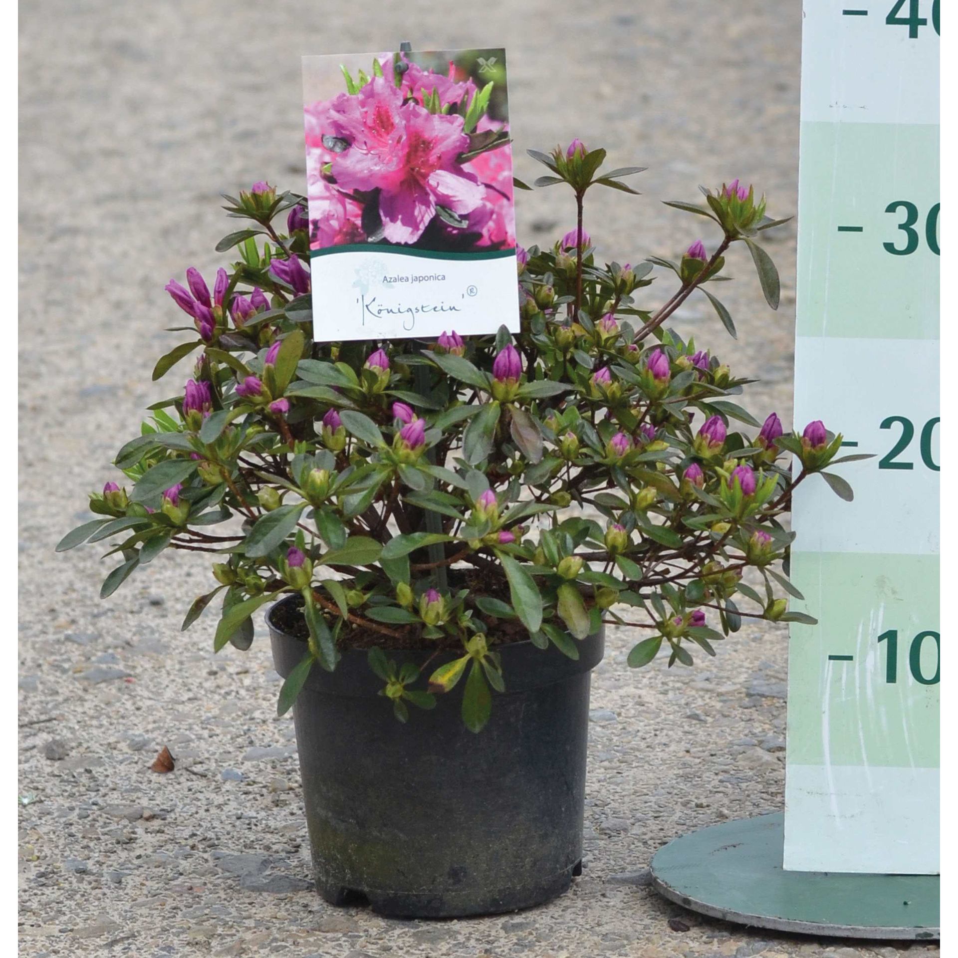 Japanische Azalee Königsstein leuchtend violette Blüten