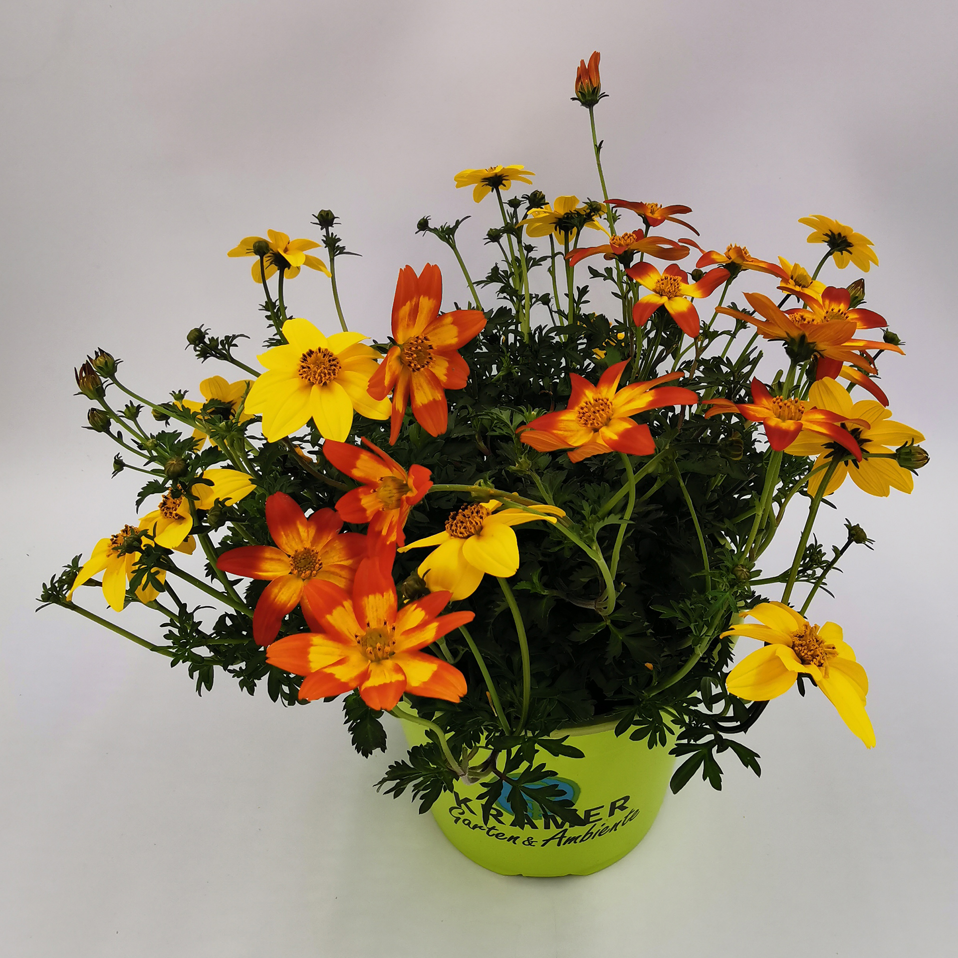 blühende Goldmarie in drei verschiedenen Farben im Pflanztopf