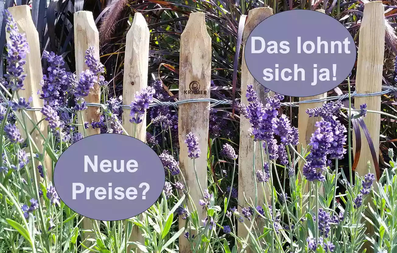 Staketenzaun Kastanienzaun mit blühendem Lavendel
